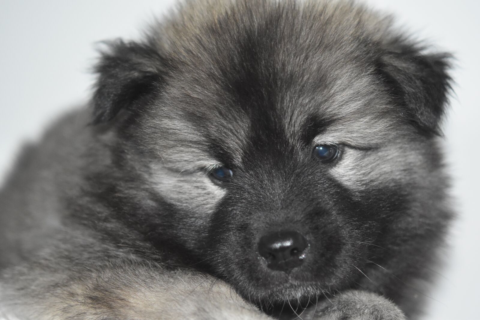 Nikon D5600 sample photo. Dog, puppy, young dog photography