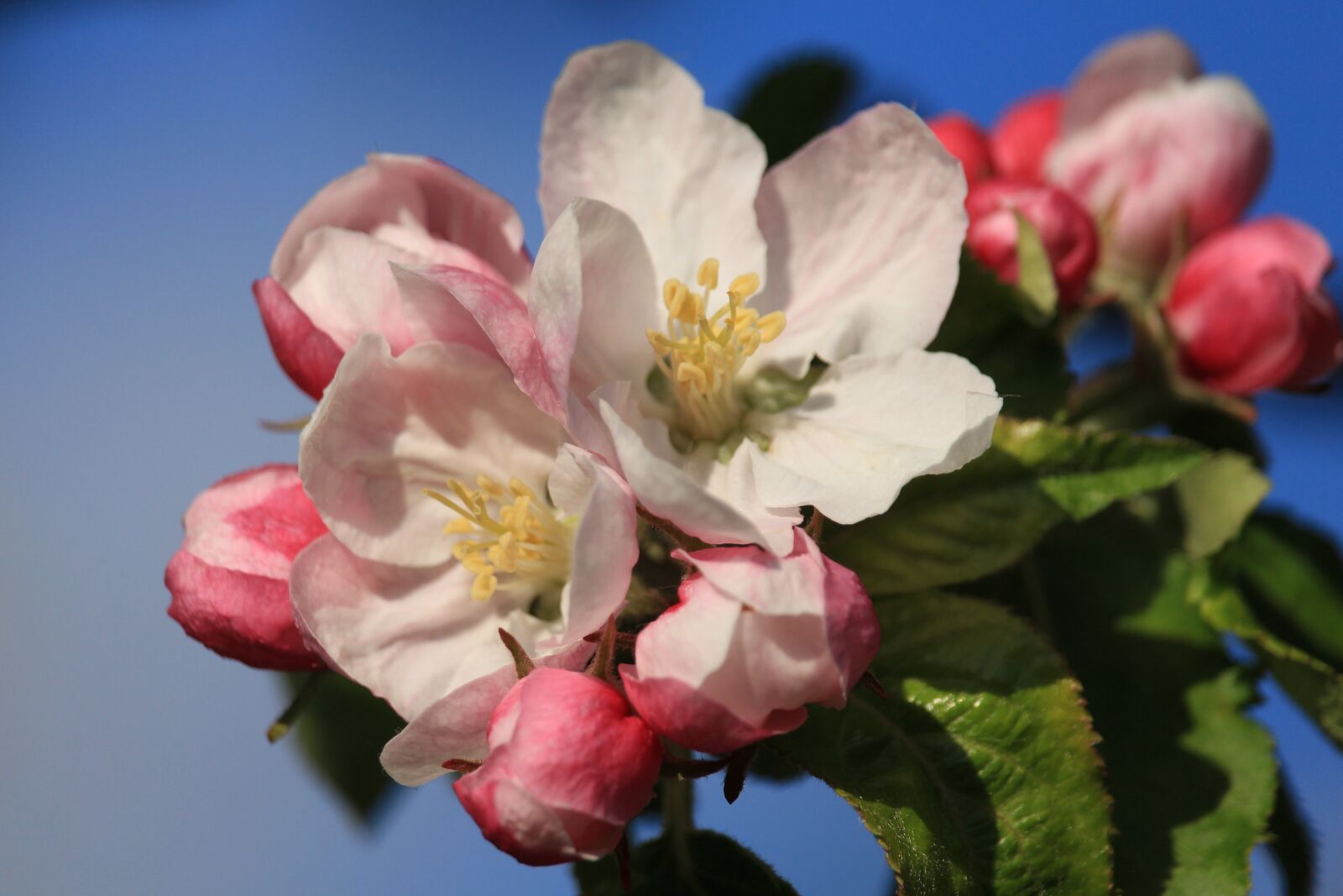 Canon EOS 700D (EOS Rebel T5i / EOS Kiss X7i) sample photo. Apple blossom, spring, apple photography