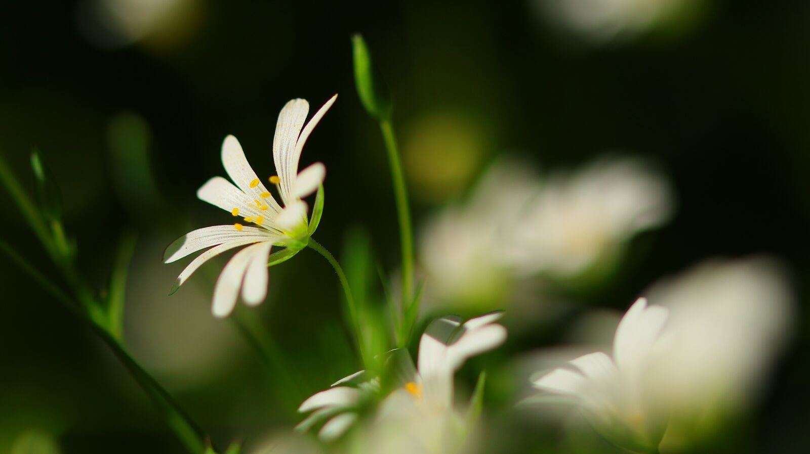 Canon EOS M50 (EOS Kiss M) sample photo. Field flower, nature, flower photography