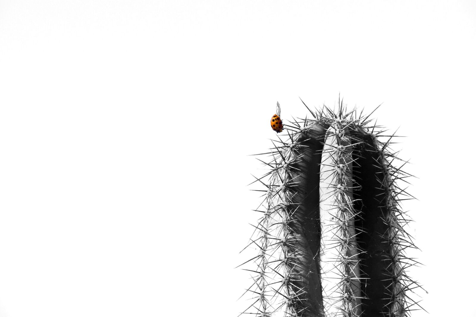 Panasonic DMC-FZ50 sample photo. Cactus, ladybug, nature photography