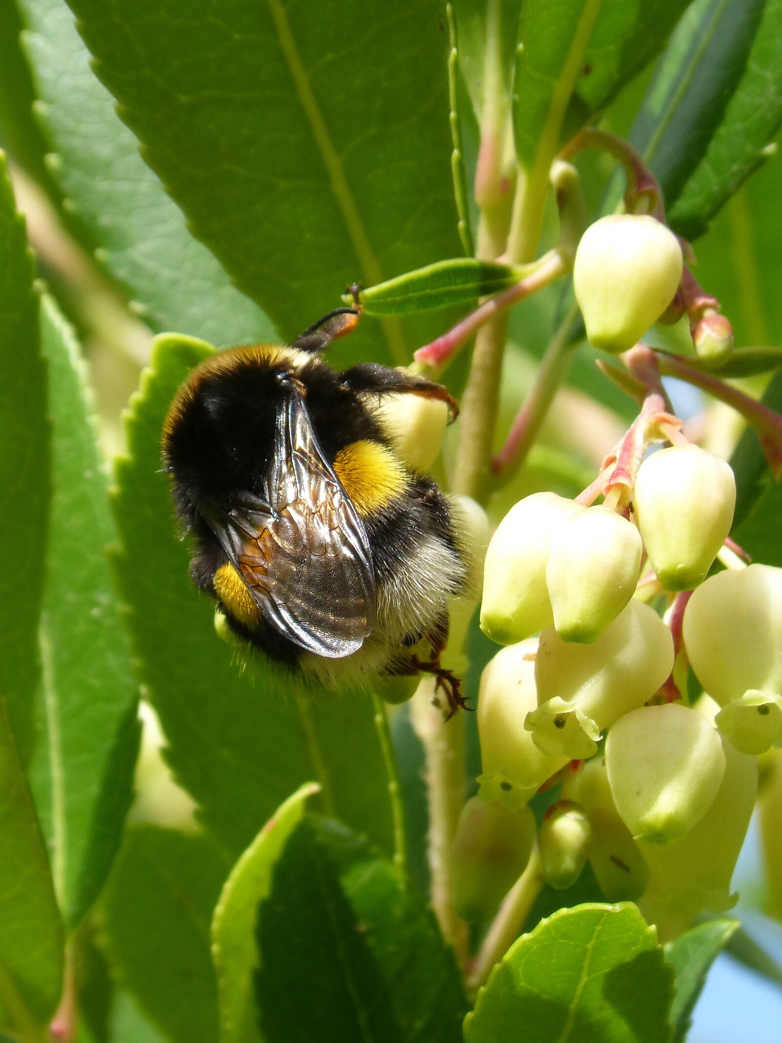 Panasonic DMC-FZ62 sample photo. Bumblebee, arbutus flower, libar photography
