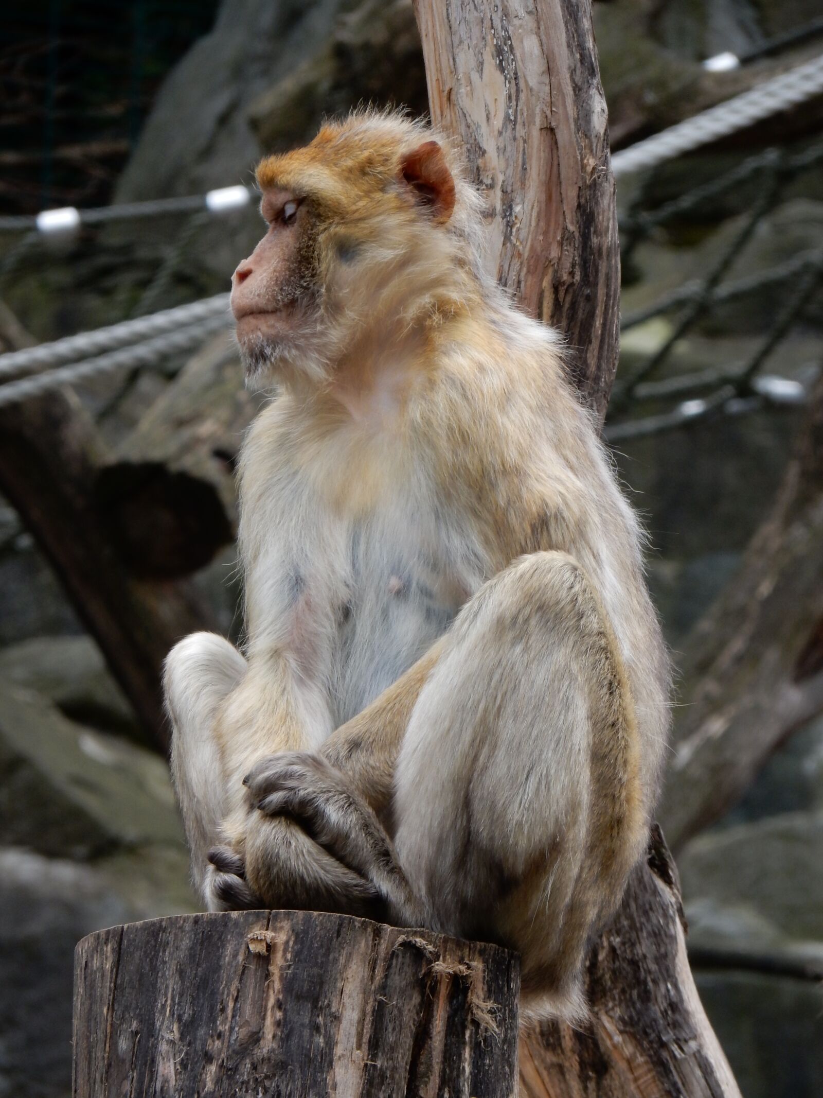 Nikon Coolpix S9900 sample photo. Monkey, äffchen, zoo photography