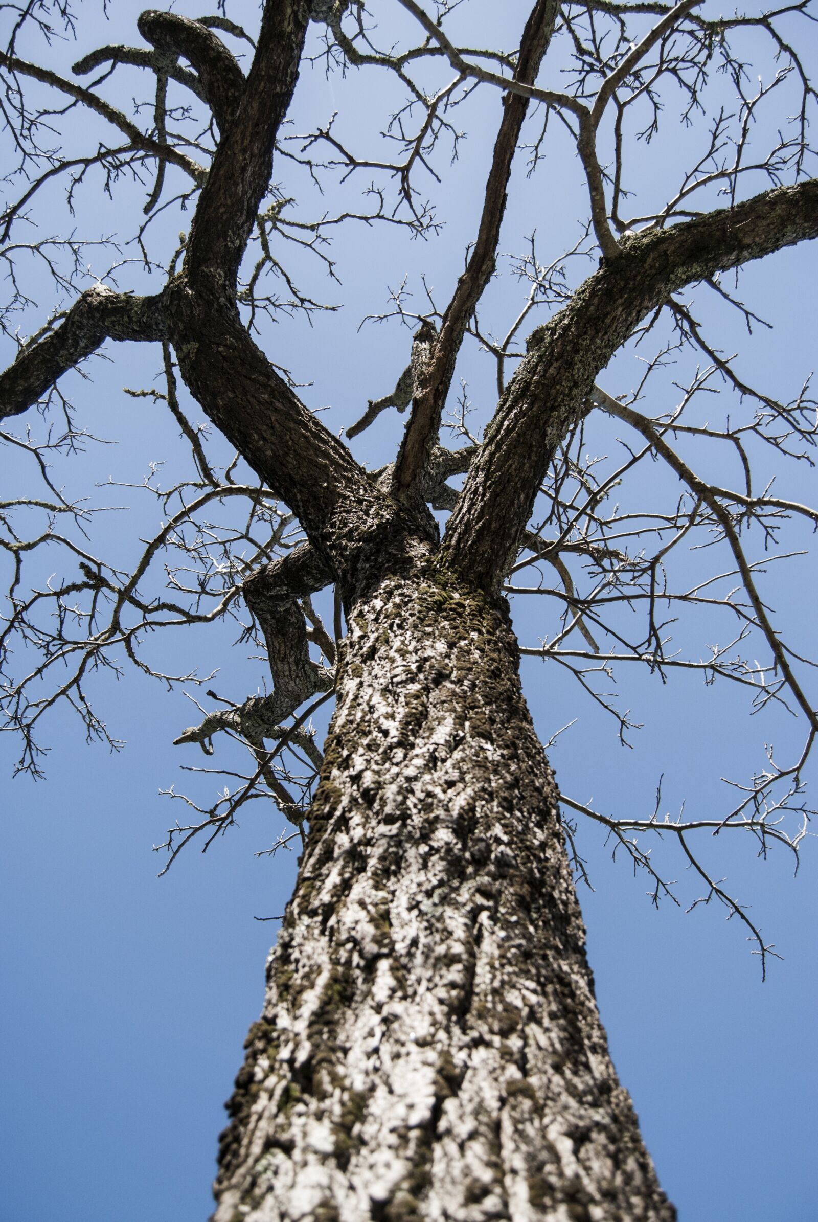 Nikon D3000 sample photo. Tree, twigs, old tree photography
