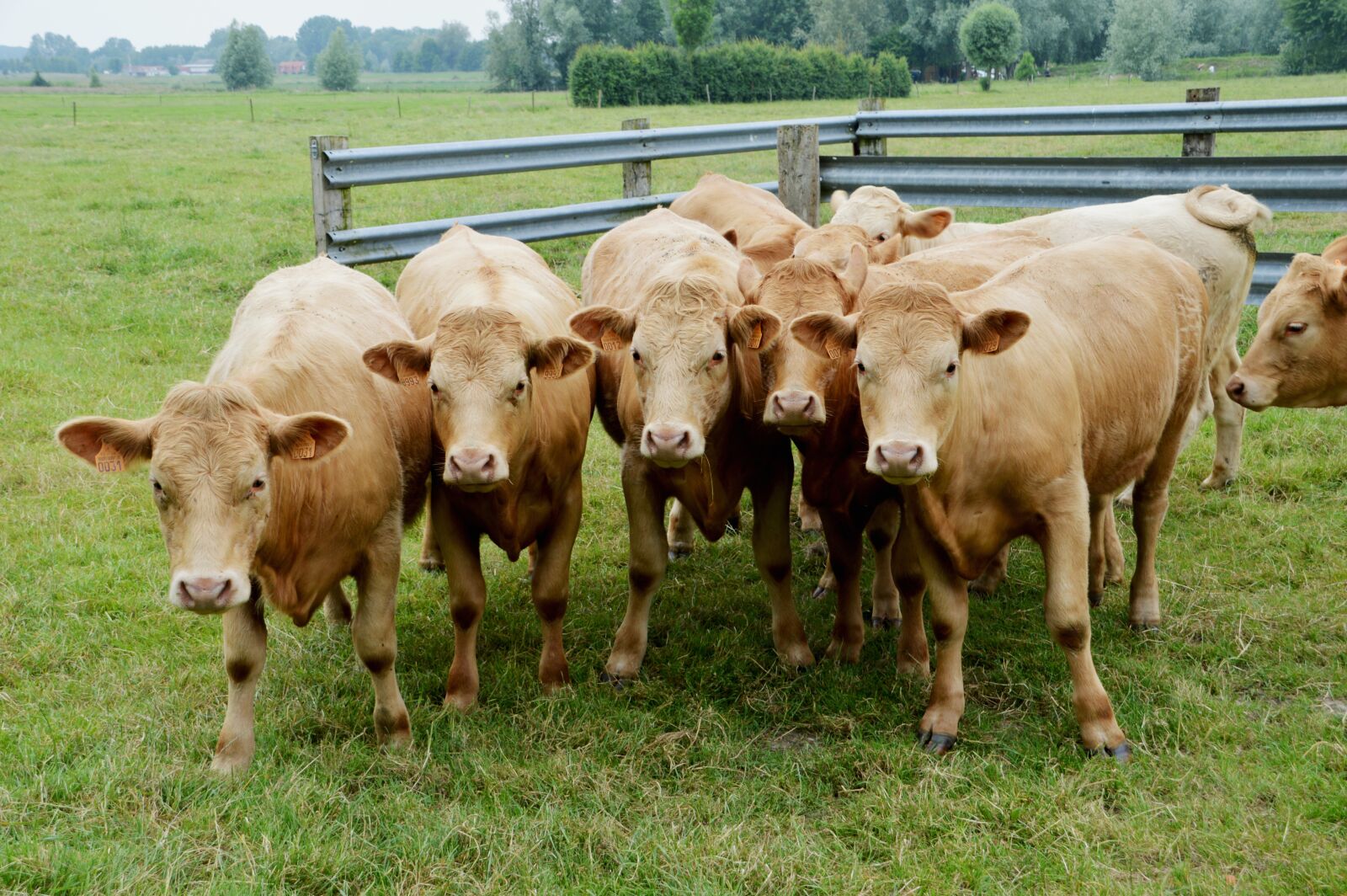 Nikon D3200 sample photo. Cows, cows brown, melee photography