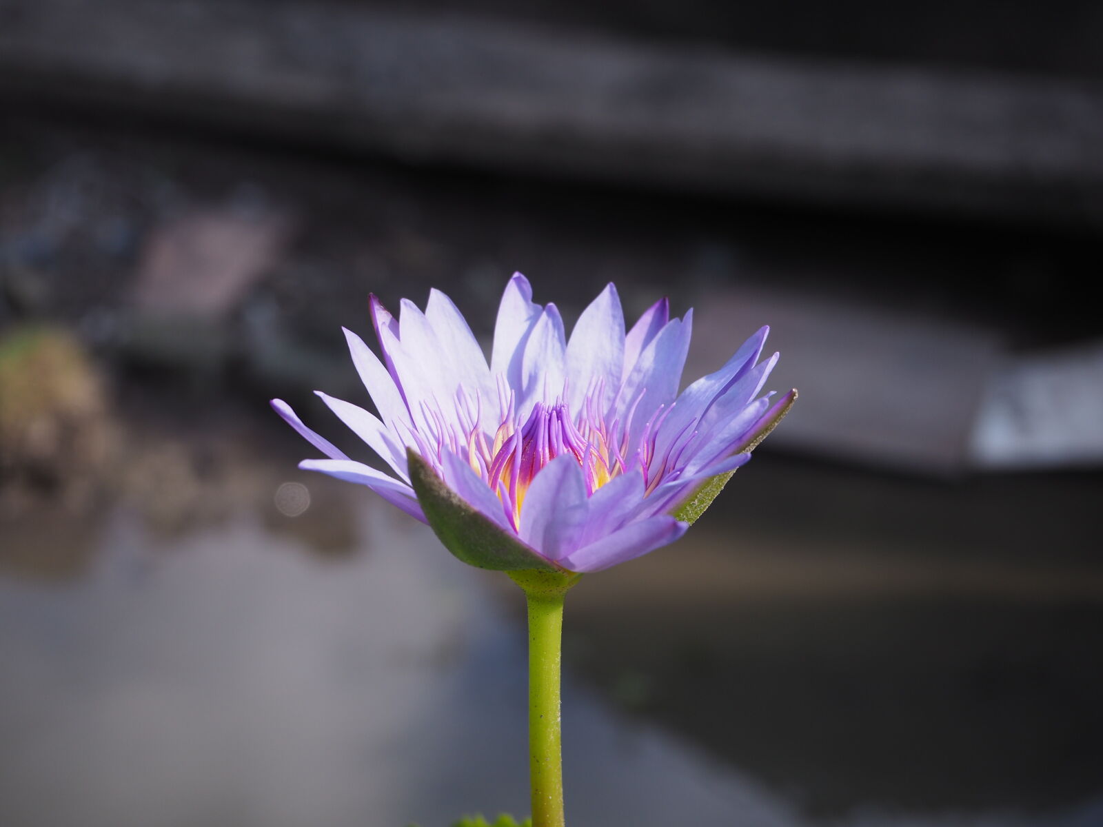 Olympus OM-D E-M10 II sample photo. Beautiful, flowers, lotus photography