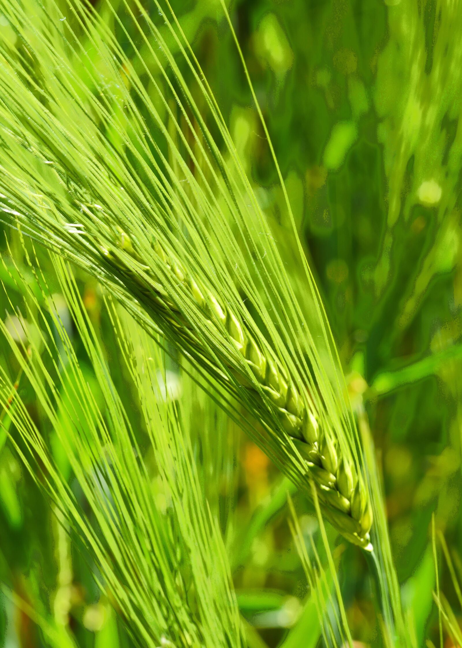 Panasonic Lumix DMC-GX8 sample photo. Nourishing barley, maturity time photography