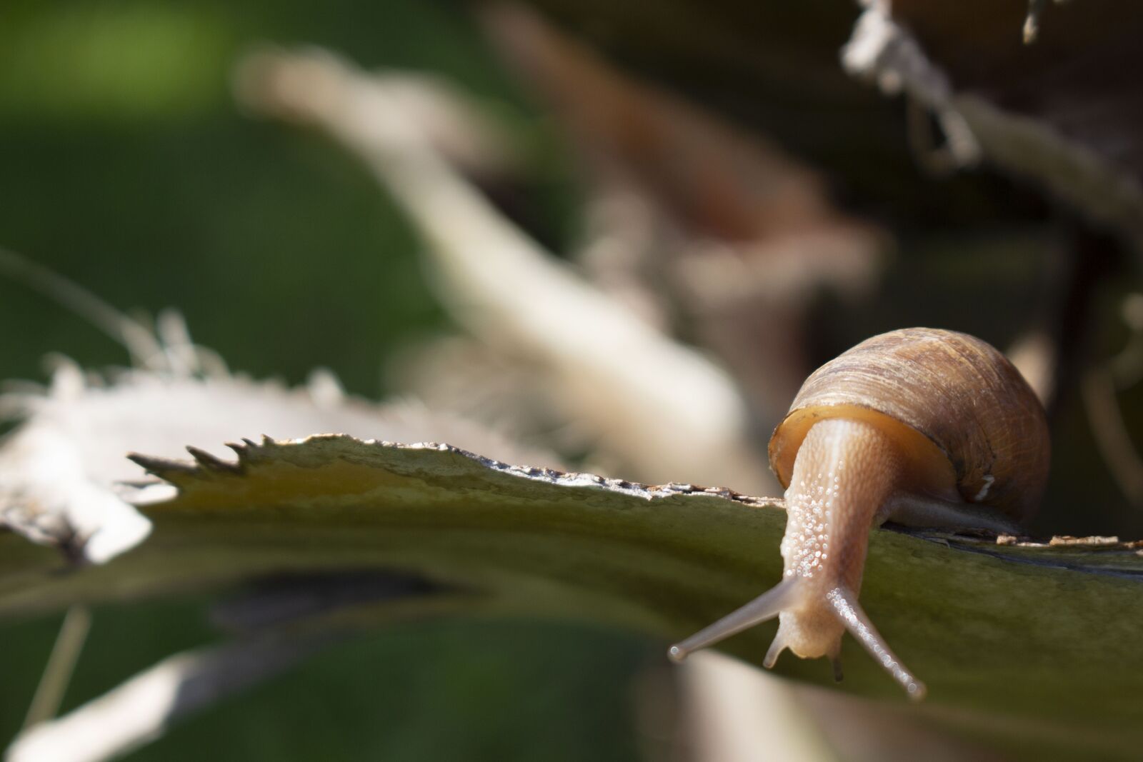 Canon EOS 700D (EOS Rebel T5i / EOS Kiss X7i) sample photo. Snail, slow, baba photography