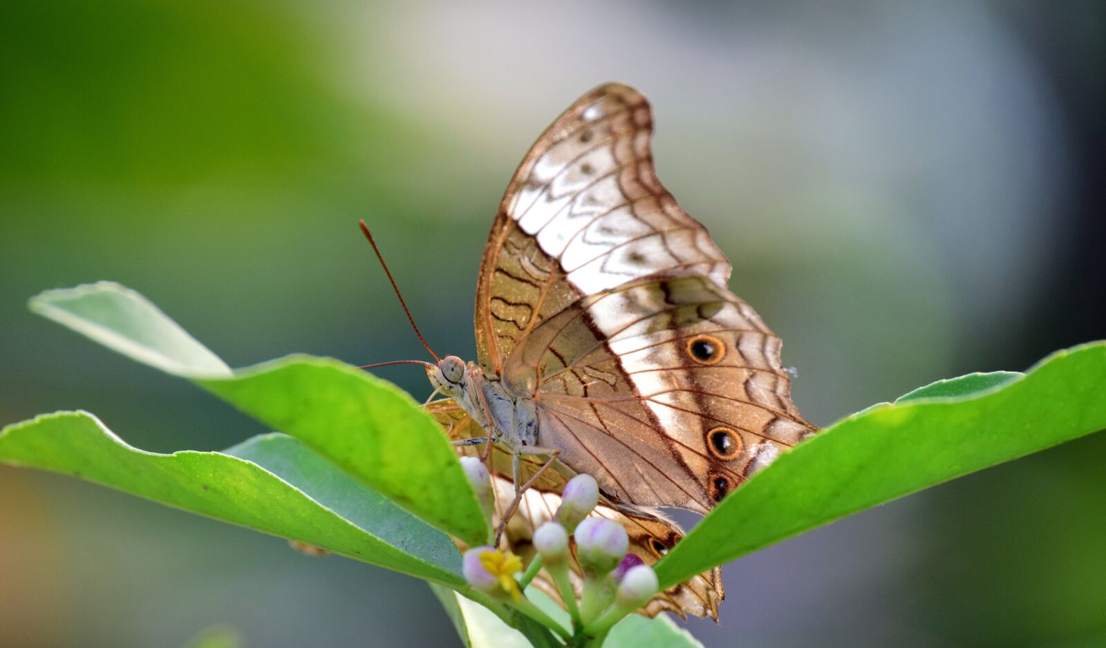 Nikon D3300 sample photo. Butterfly, nature, insect photography