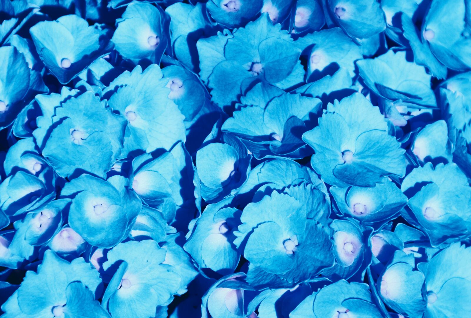 Nikon D7000 sample photo. Hydrangea, blue, petals photography