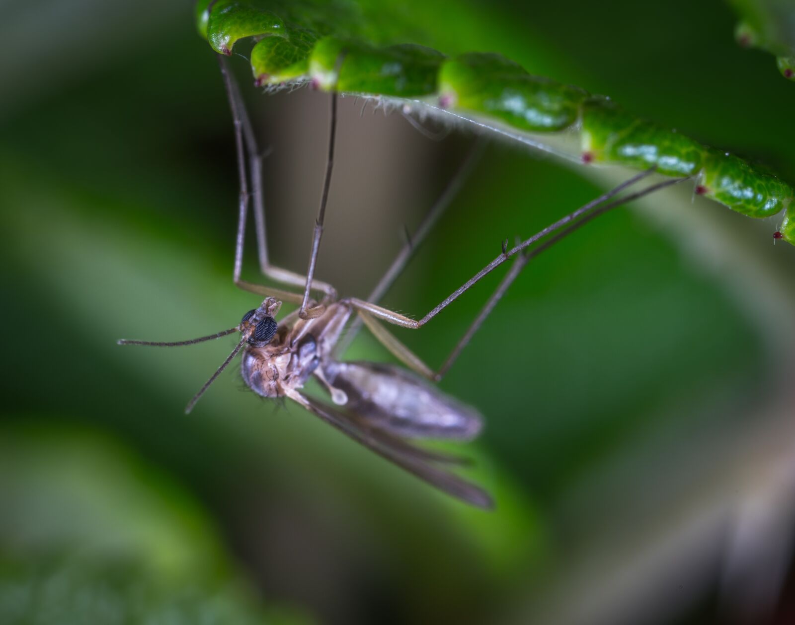 #124 65/2.8 sample photo. Macro, insect, the mosquito photography