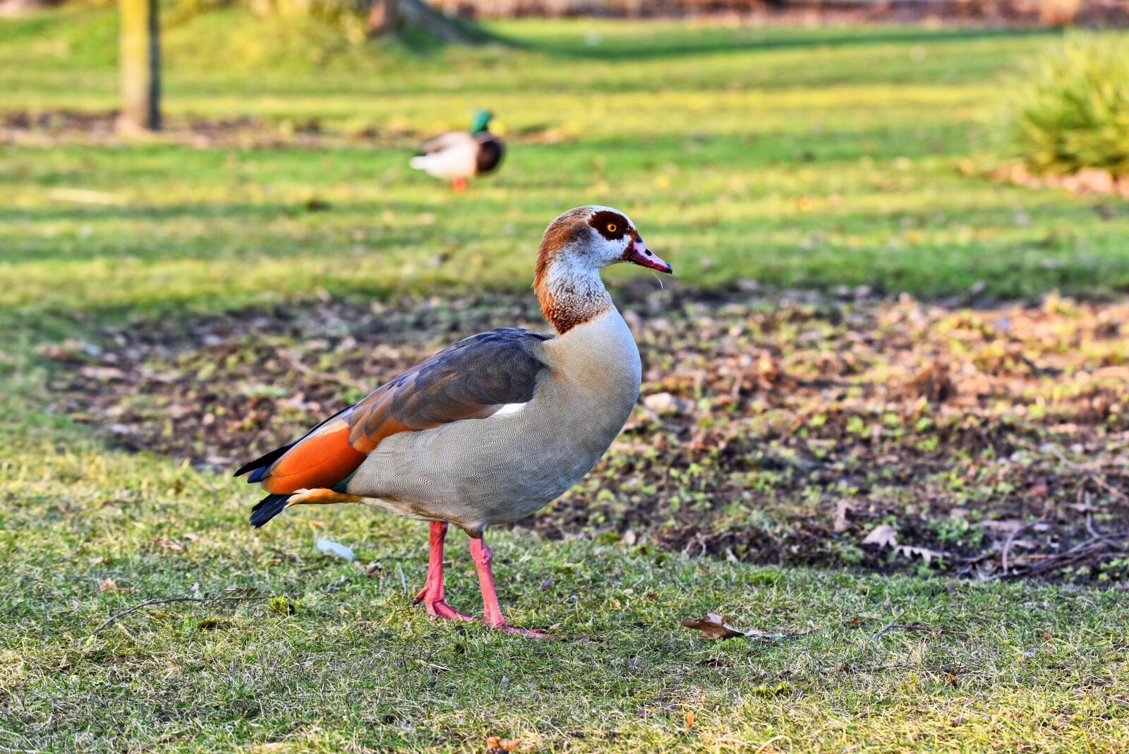 Nikon D750 sample photo. Egyptian goose, duck, bird photography