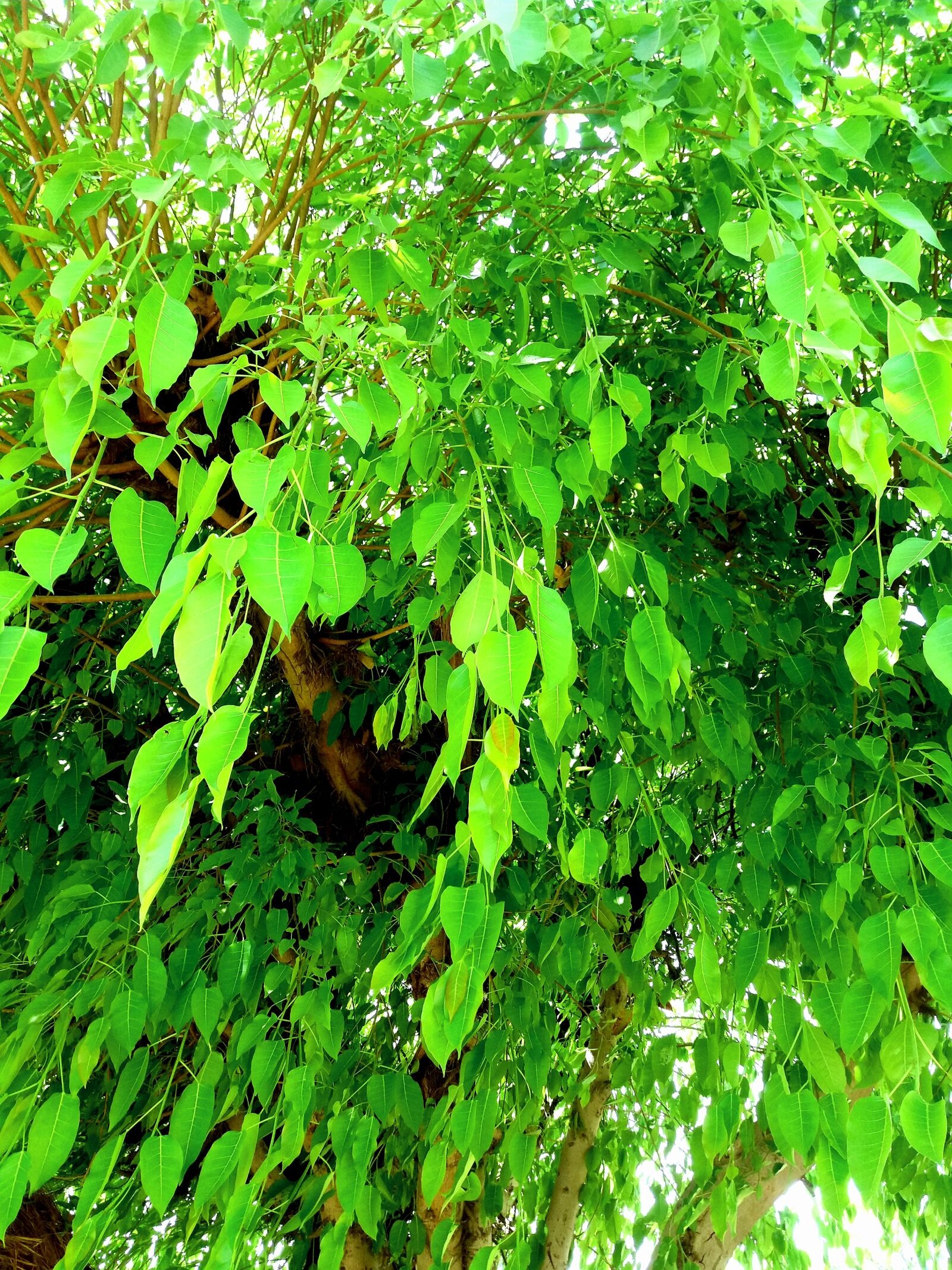 Samsung Galaxy J5 sample photo. Lieves, tree, green photography