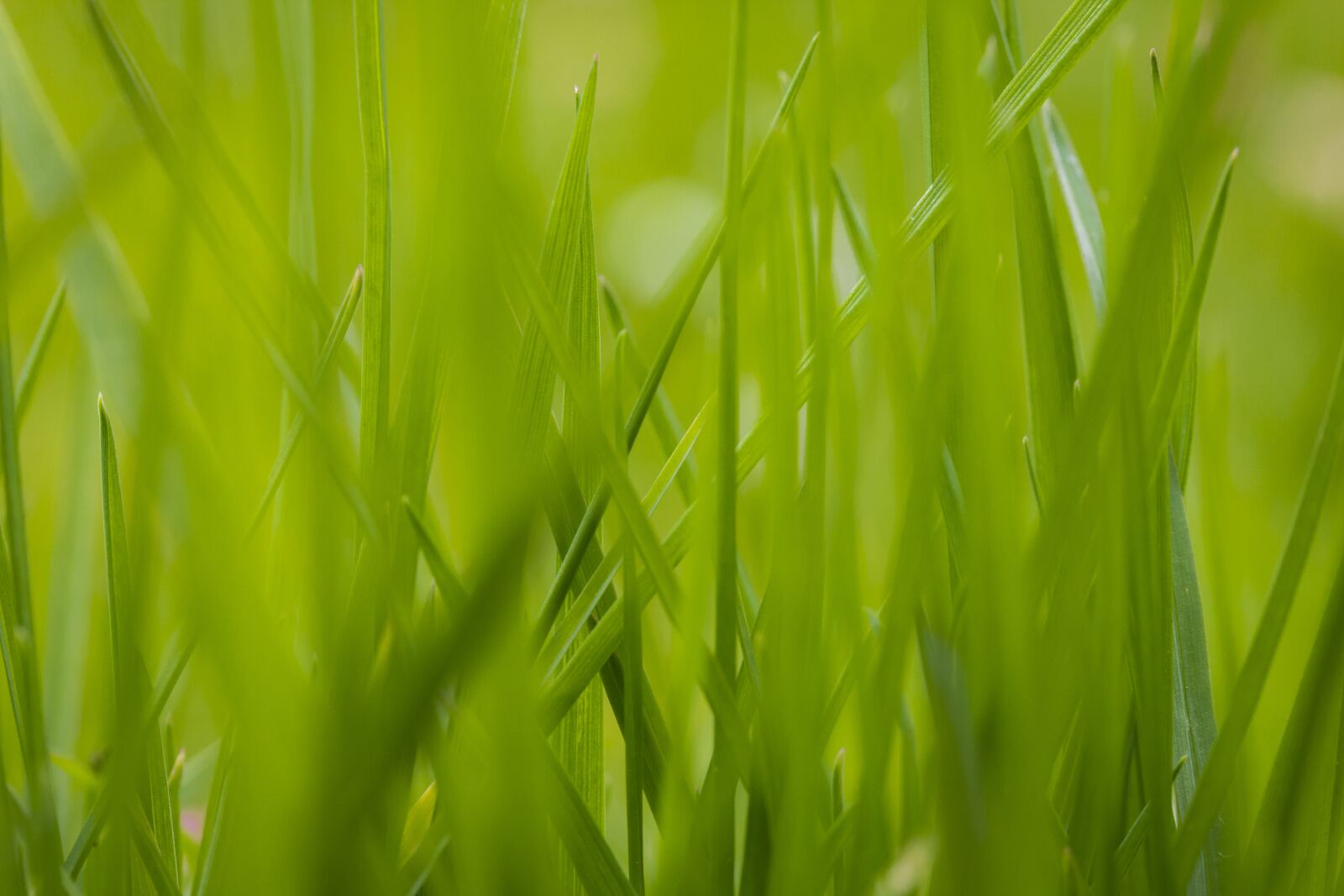 Canon EF-S 60mm F2.8 Macro USM sample photo. Grass, green grass, close-up photography