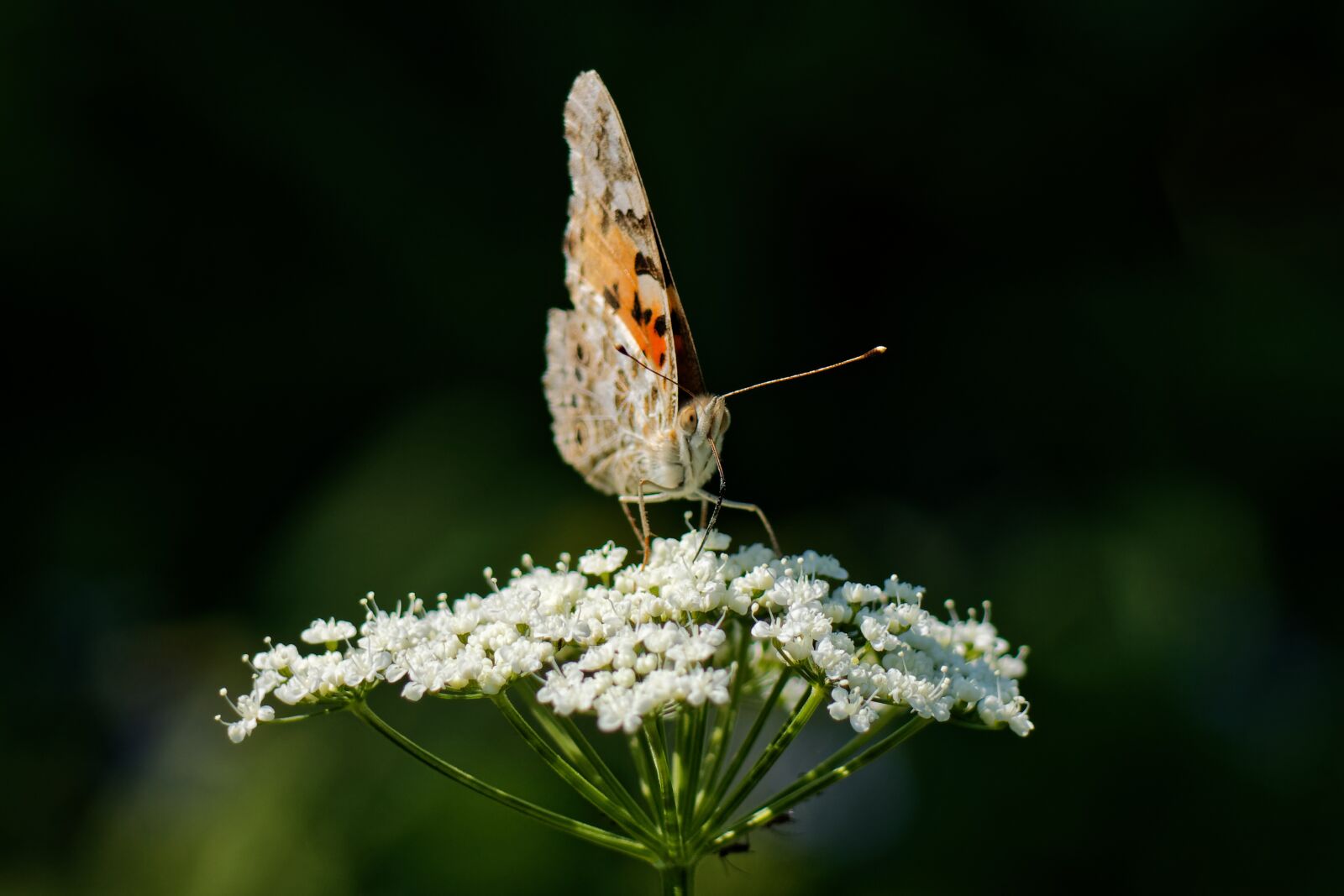 Canon EOS 500D (EOS Rebel T1i / EOS Kiss X3) sample photo. Butterfly, macro, nature photography