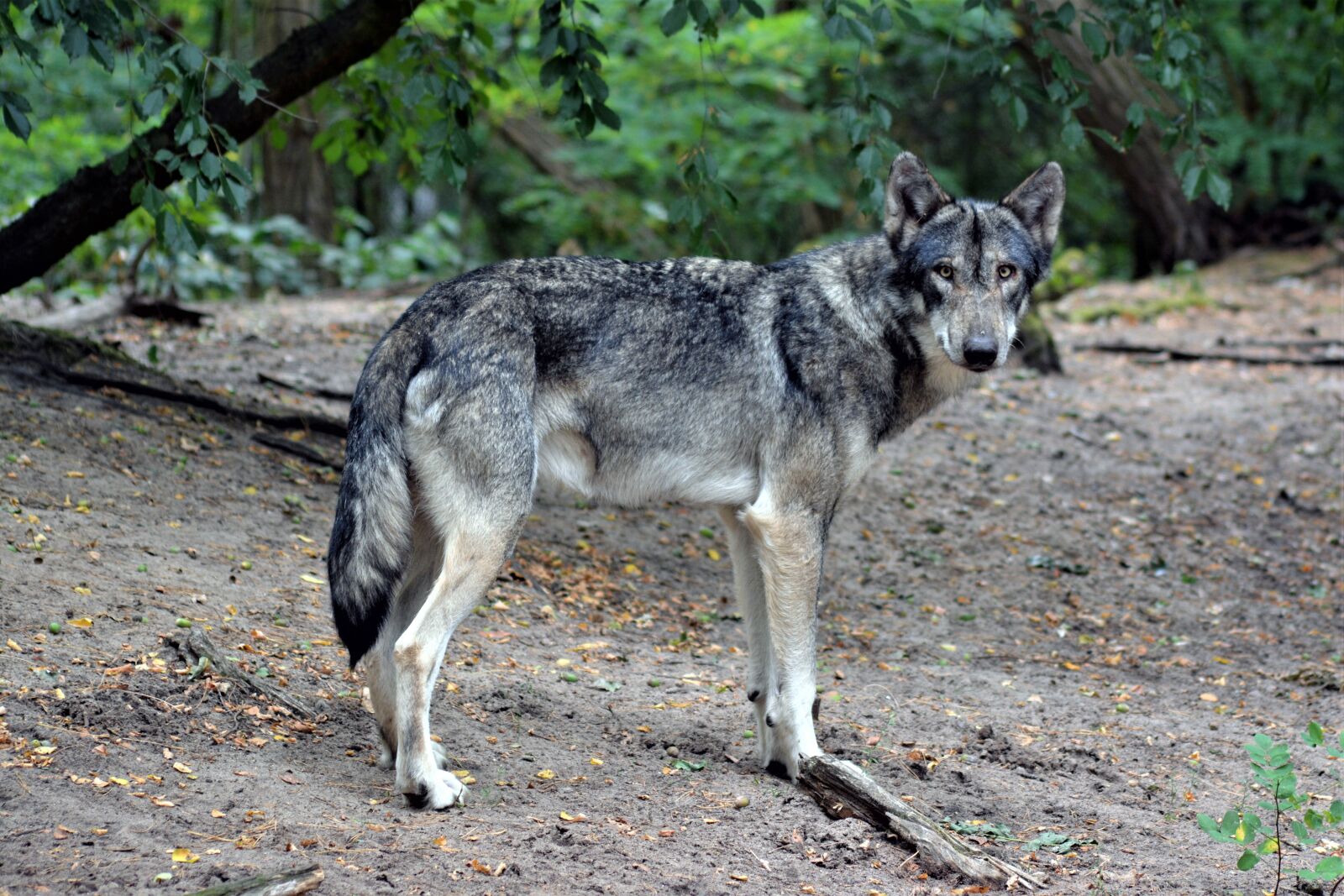 Nikon D5200 sample photo. Wolf, close up, nature photography