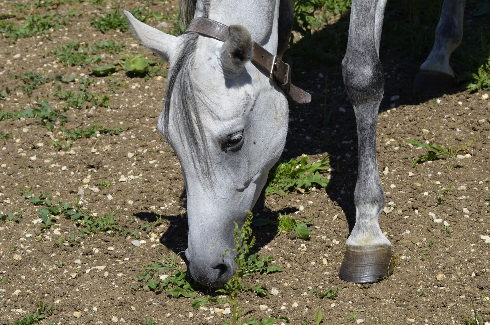 Nikon D5100 sample photo. Mare, whole blood, arabs photography