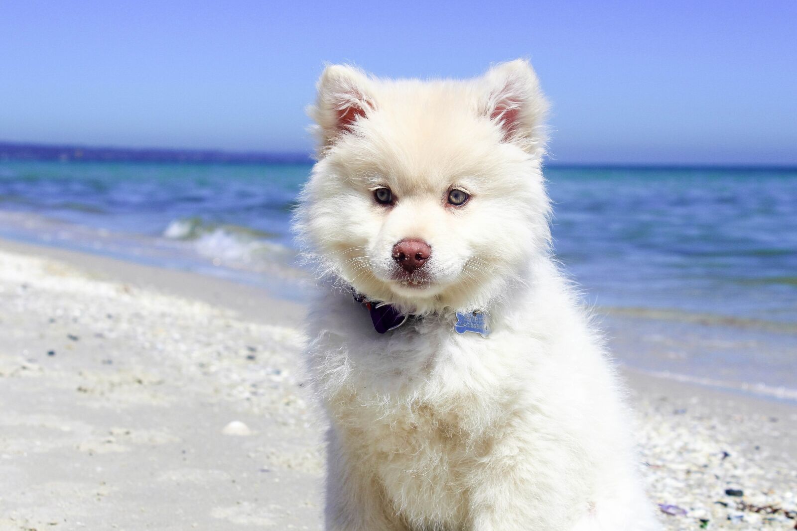 Canon EOS 1200D (EOS Rebel T5 / EOS Kiss X70 / EOS Hi) sample photo. Beach, dog, puppy photography