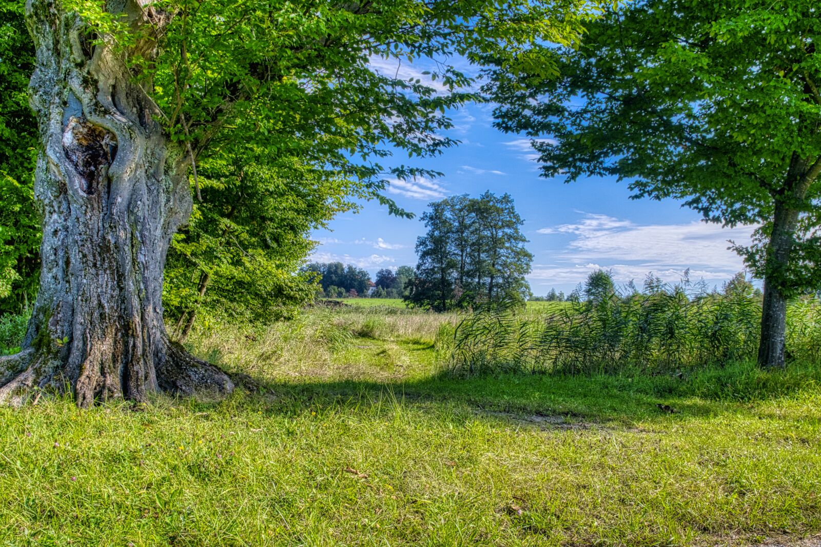 Nikon D7500 sample photo. Forest, trees, path photography