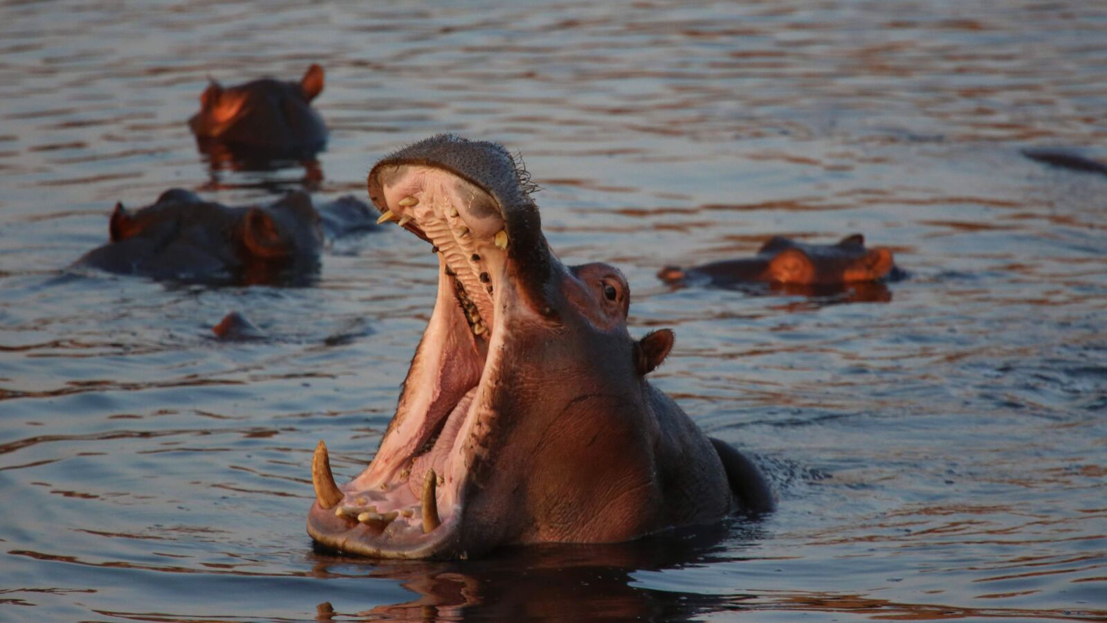 Canon EF 100-400mm F4.5-5.6L IS USM sample photo. Hippo, safari, wild photography