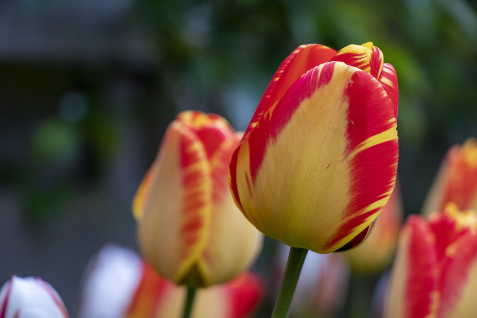Canon EF-S 18-135mm F3.5-5.6 IS USM sample photo. Red, yellow, flower photography