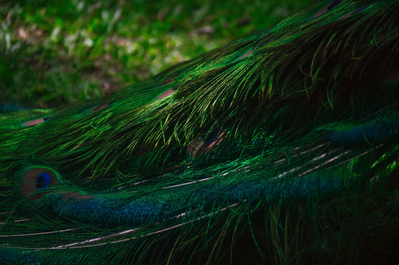 Nikon D3200 sample photo. Costa rica, ave, peacock photography