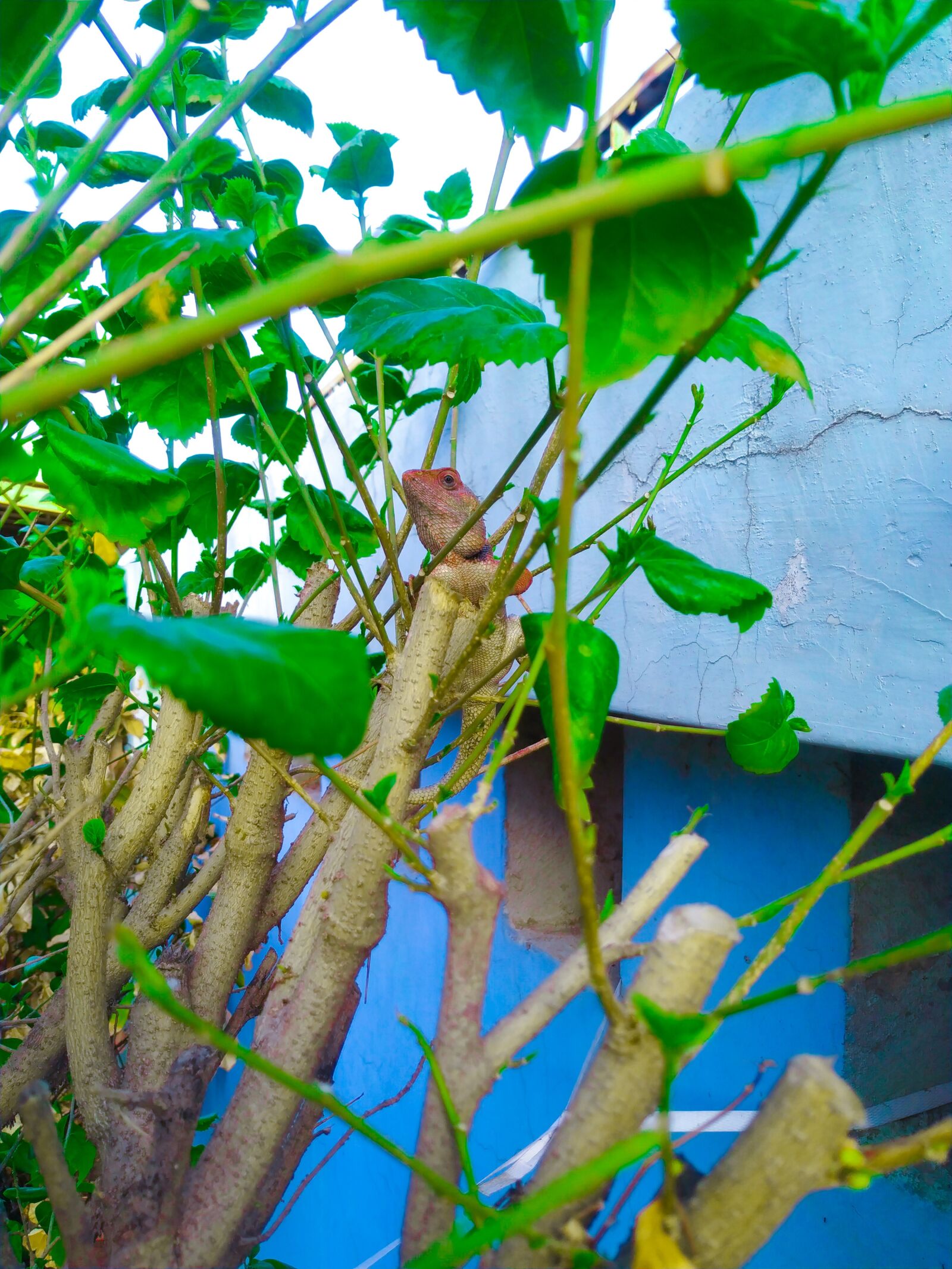 Xiaomi Mi A2 sample photo. Chameleon, tree, shot photography