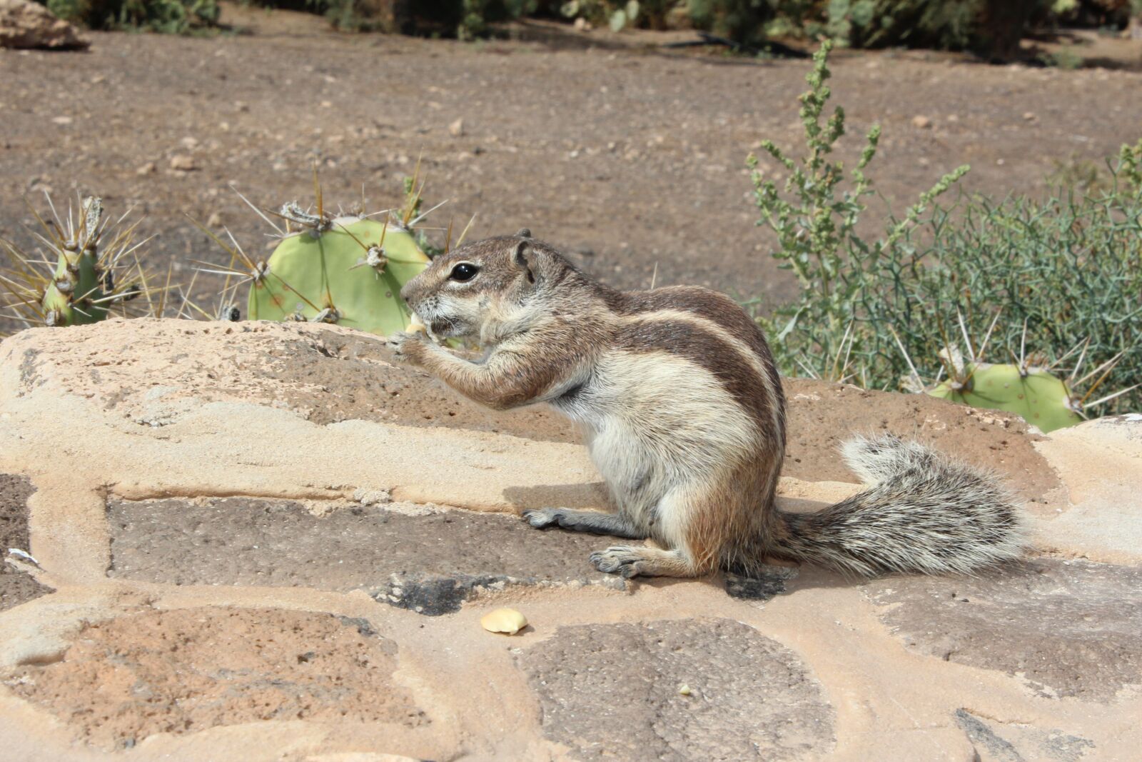 Canon EOS 600D (Rebel EOS T3i / EOS Kiss X5) sample photo. Atlas croissant, fuerteventura, rodent photography