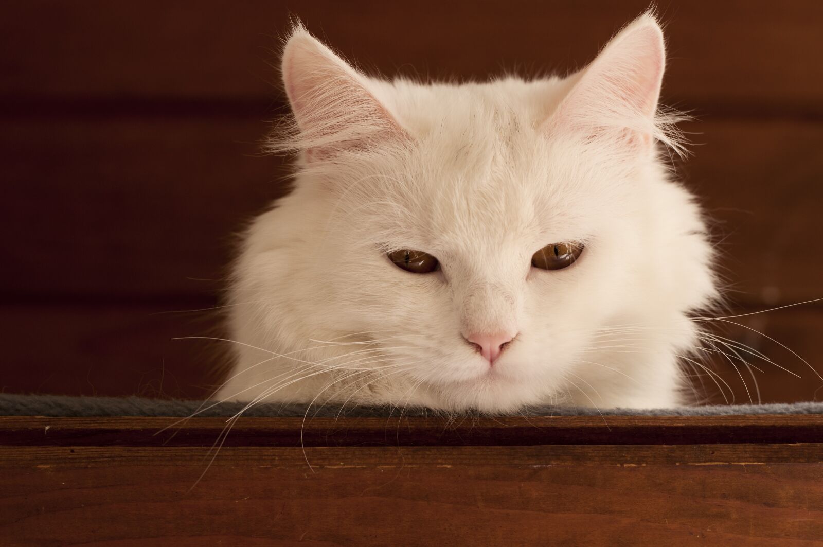 Nikon D5000 sample photo. White, cat, cute photography