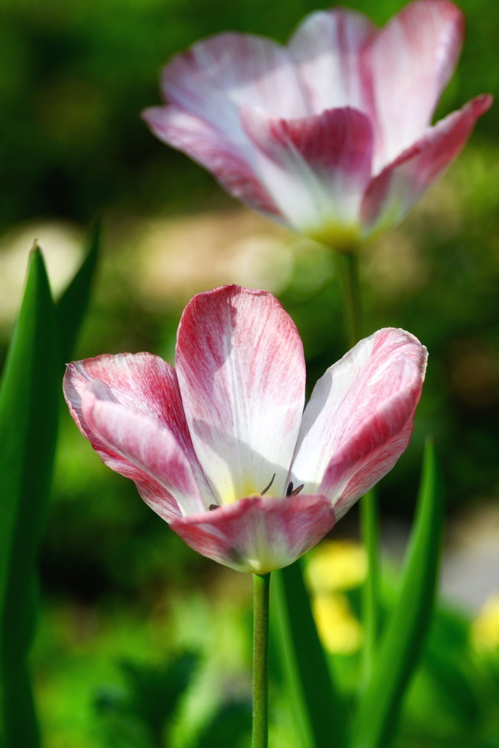 Nikon Z6 sample photo. Tulip, white, colorful photography