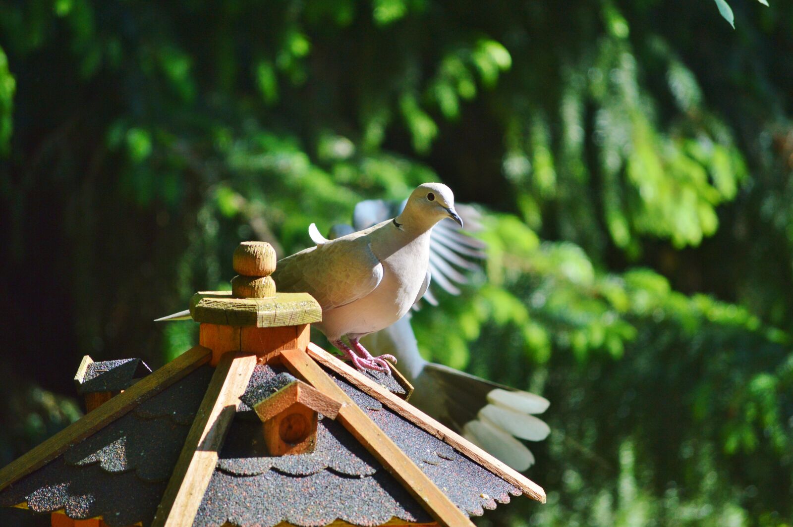 Nikon D3200 sample photo. Dove, bird, collared photography