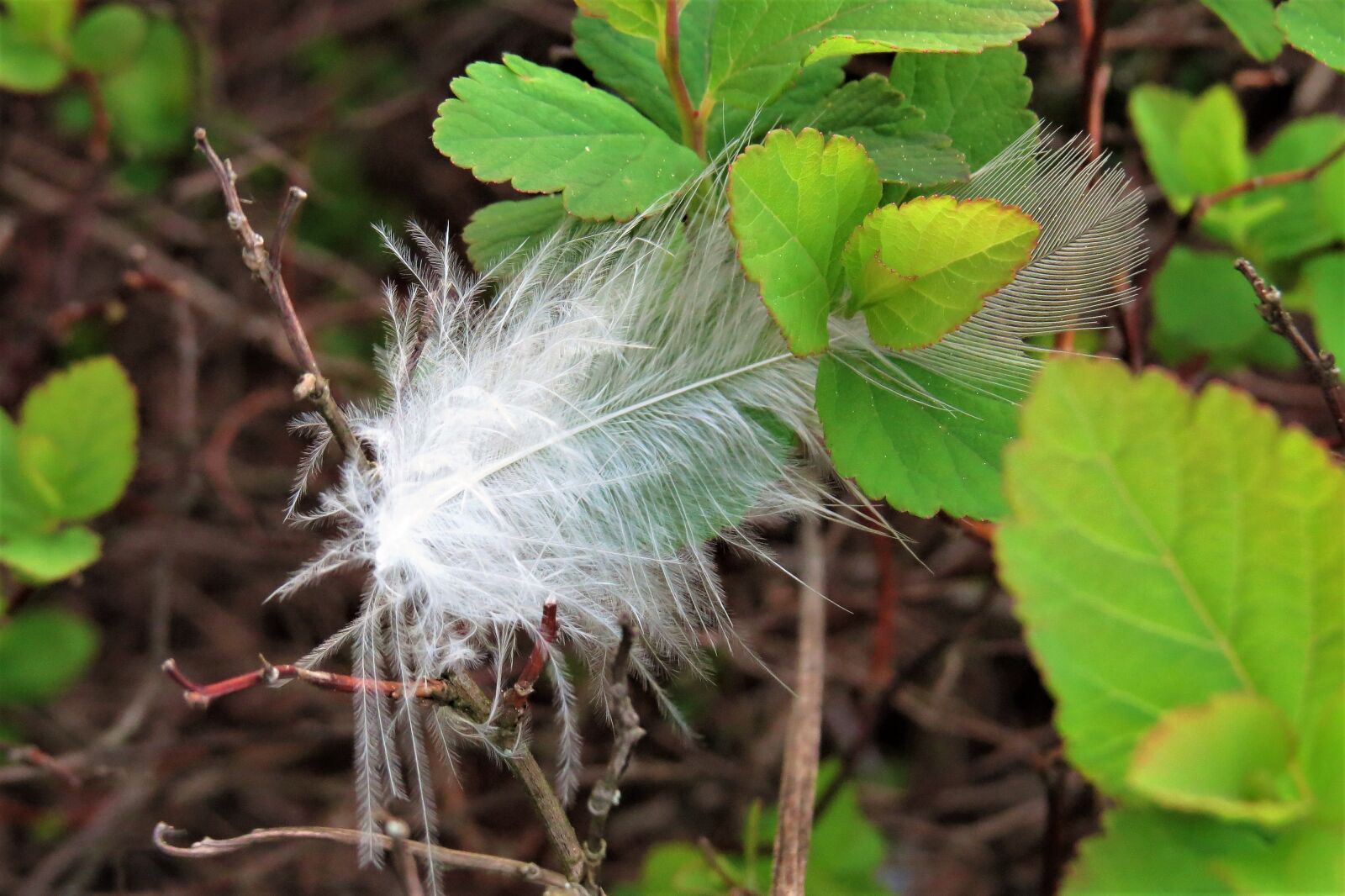 Canon PowerShot SX50 HS sample photo. Nature, close-up, feather photography