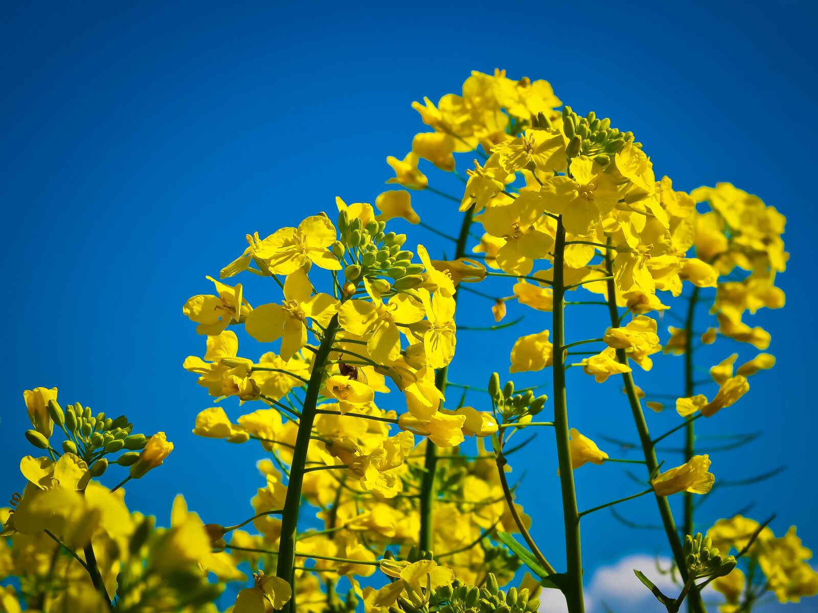 Olympus OM-D E-M10 sample photo. Oilseed rape, field of photography
