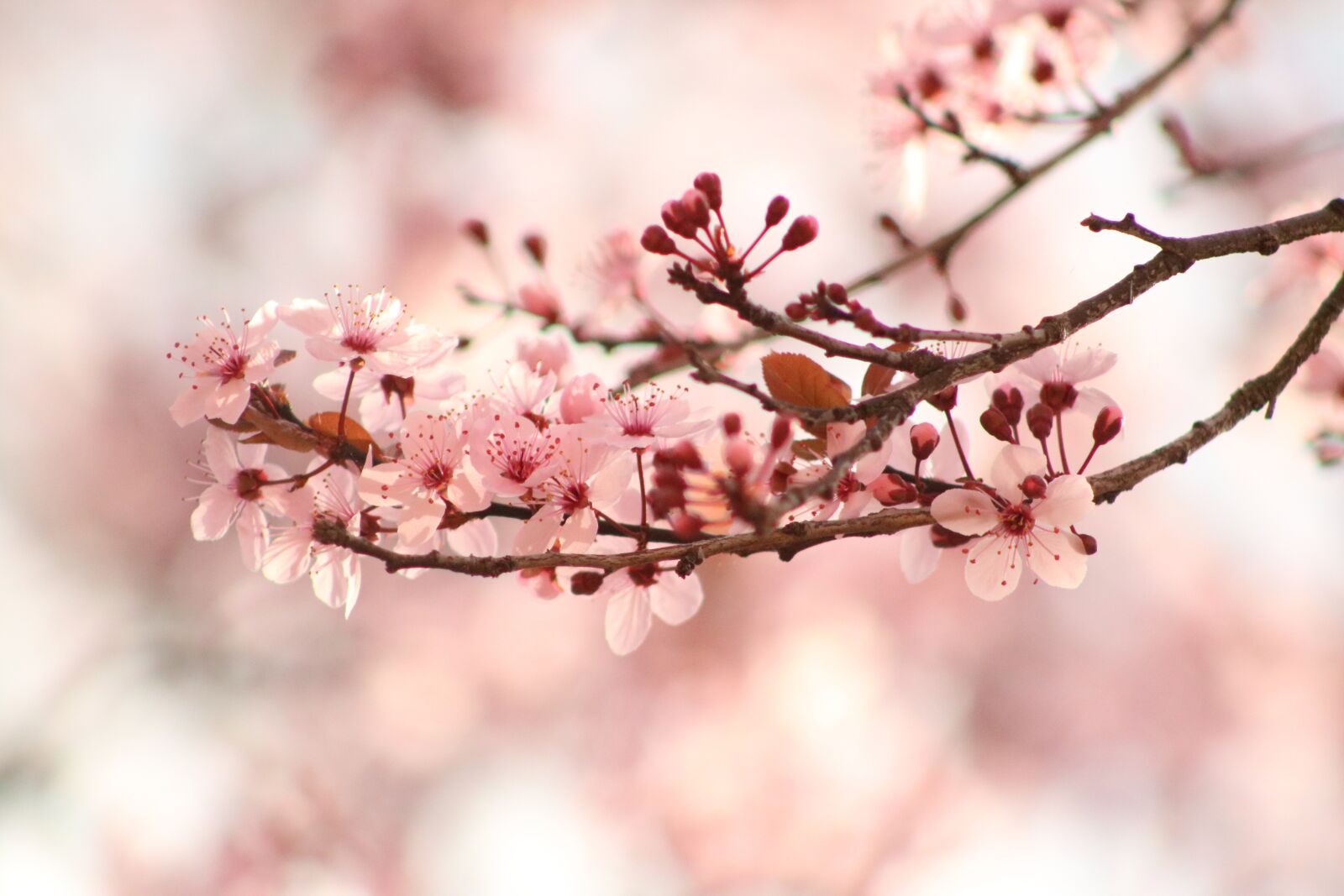 Canon EOS 750D (EOS Rebel T6i / EOS Kiss X8i) + Canon EF75-300mm f/4-5.6 sample photo. Flowers, tree, pink photography