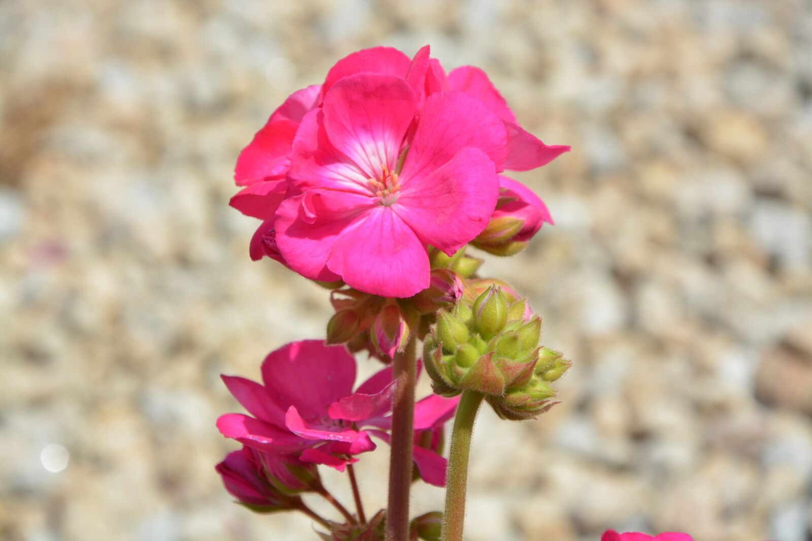Nikon D5200 sample photo. Geranium, pink flowers, flowered photography
