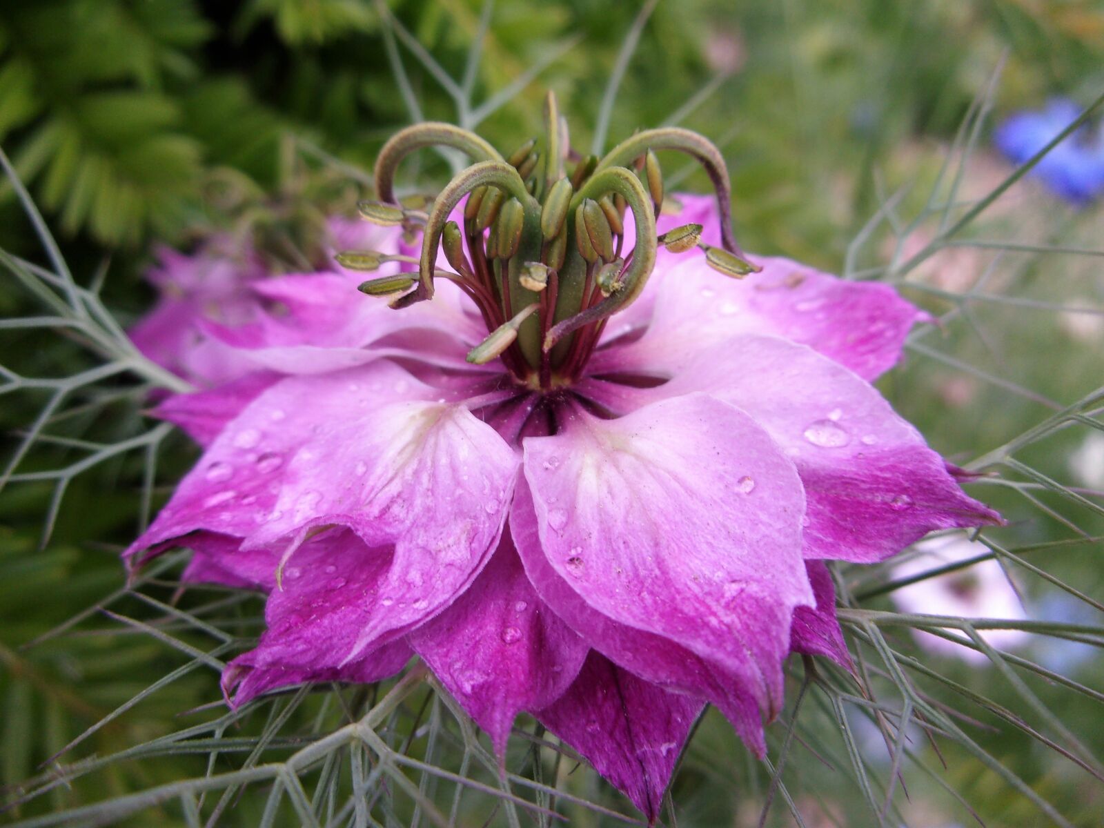 JK KODAK PIXPRO X53 sample photo. Damascus nigella, flower, garden photography