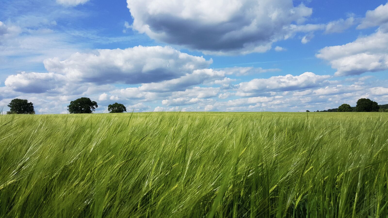 Samsung Galaxy S6 sample photo. Field, pasture, farm photography