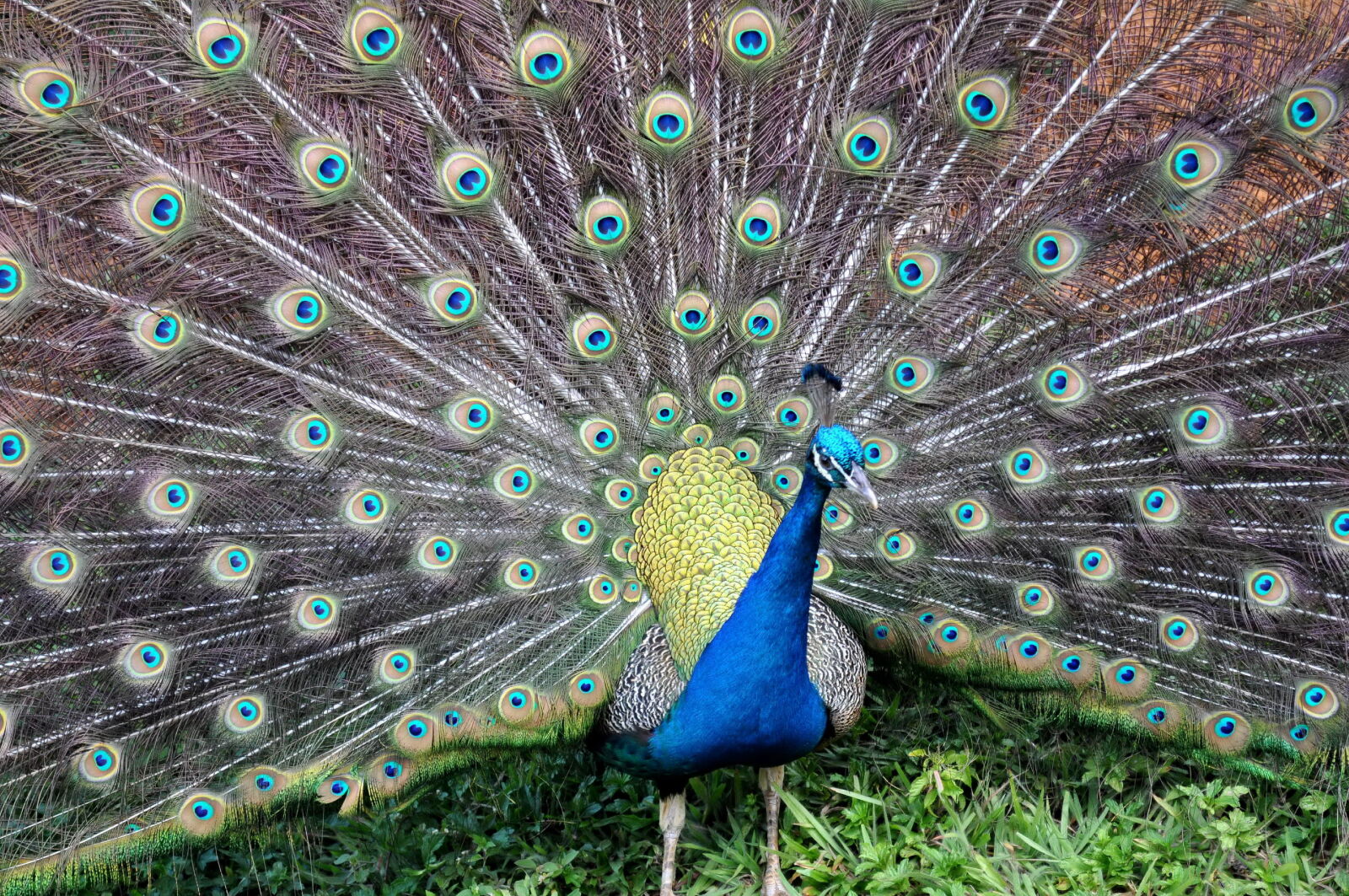 Nikon D5000 sample photo. Blue, peacock, spread, tail photography