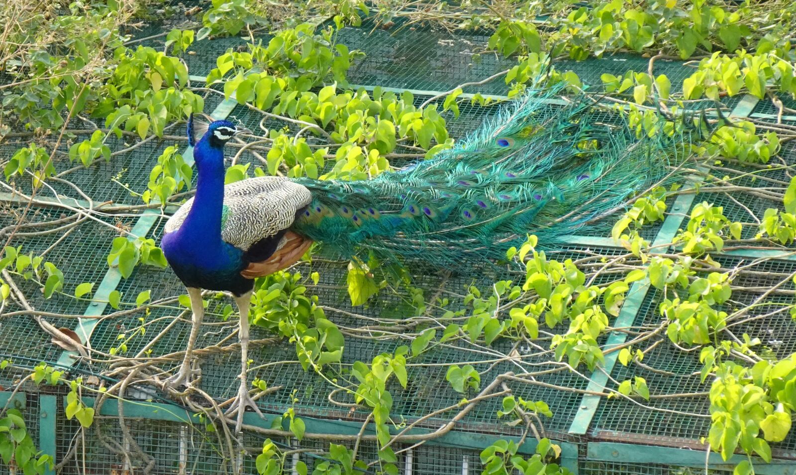 Sony DSC-WX800 sample photo. Peacock, bird, plumage photography