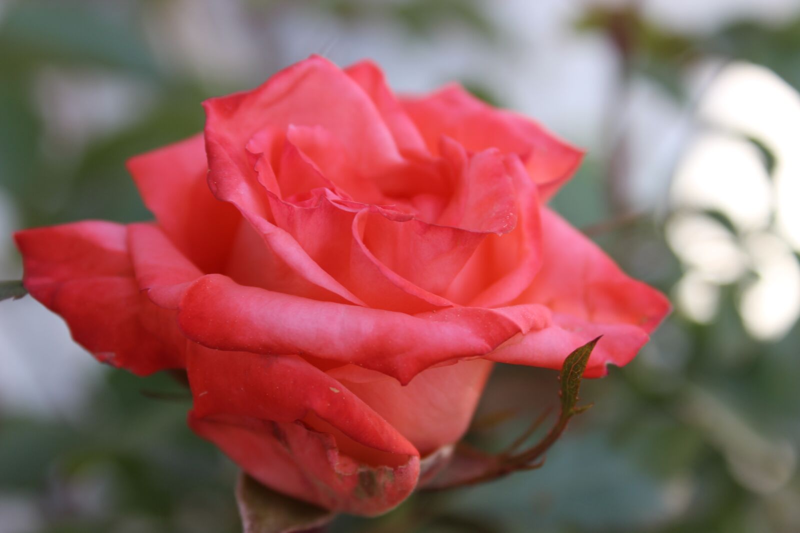 Canon EOS 600D (Rebel EOS T3i / EOS Kiss X5) sample photo. Rose, flower, plant photography