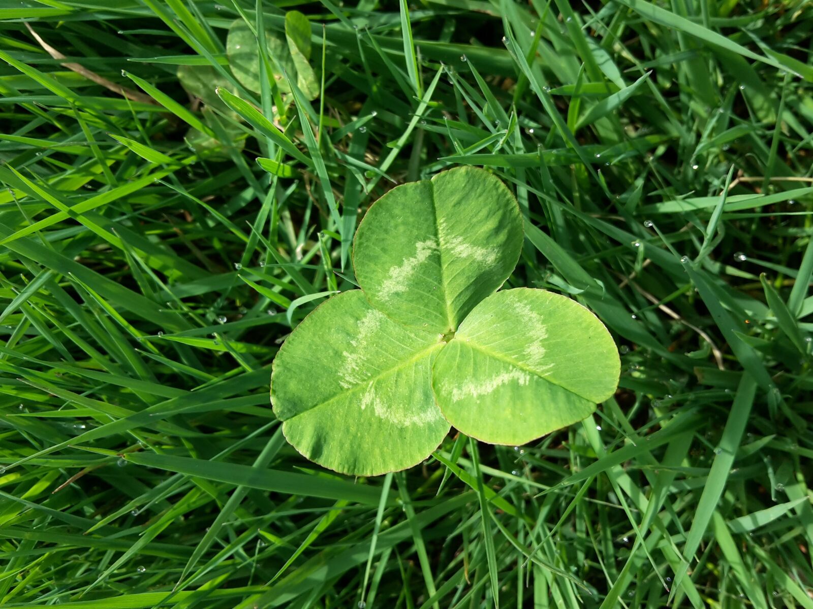Samsung Galaxy S5 Mini sample photo. Four leaf clover, meadow photography