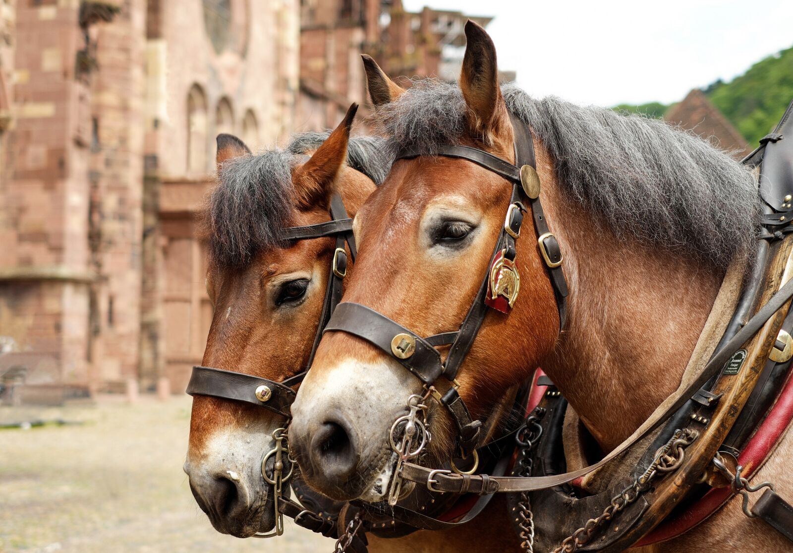 Fujifilm X-T10 + Fujifilm XF 35mm F1.4 R sample photo. Horses, animals, schwarzw lder photography