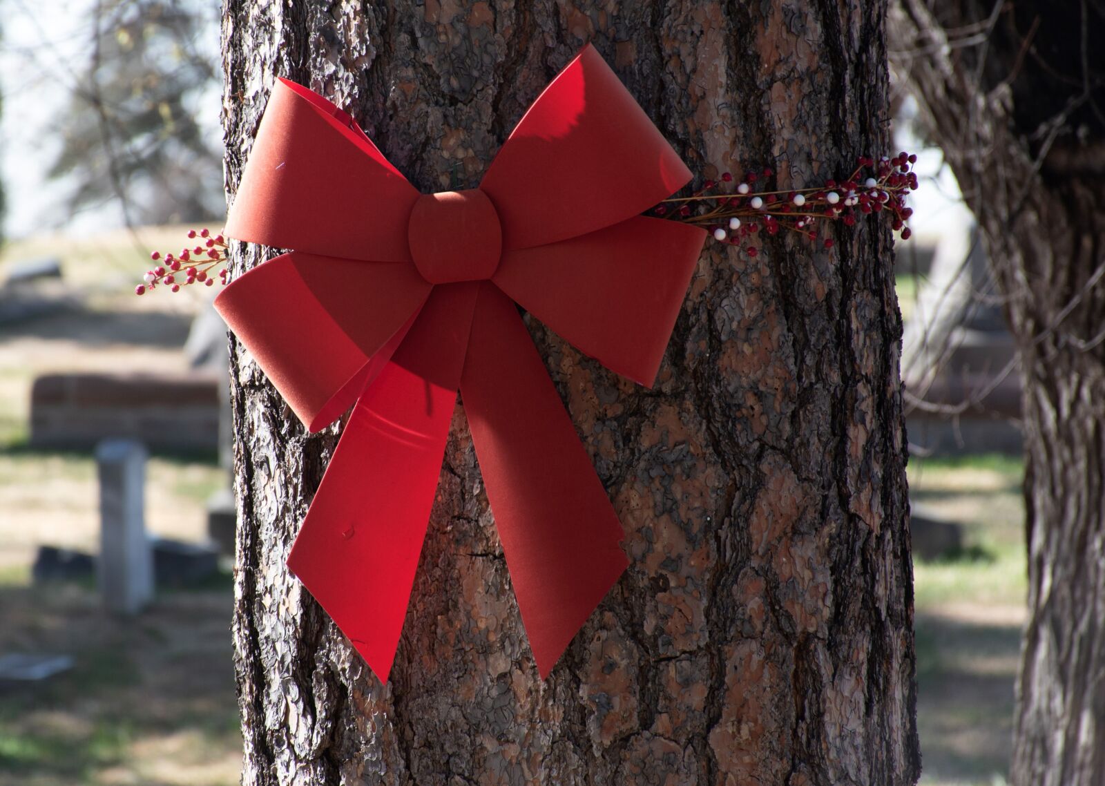 Nikon D5600 sample photo. Holiday decor, red bow photography