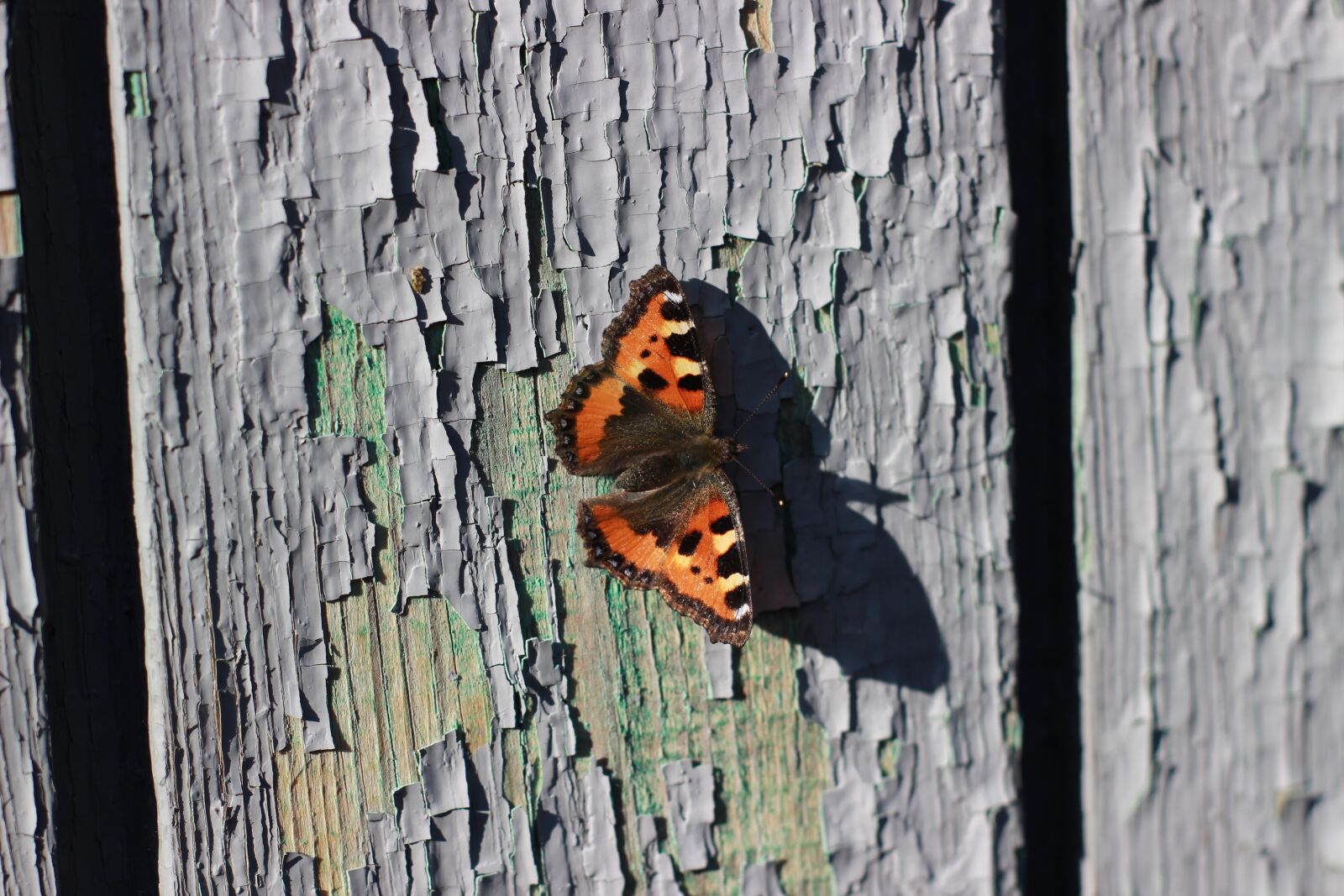 Canon EOS 600D (Rebel EOS T3i / EOS Kiss X5) sample photo. Butterfly, board, insect photography
