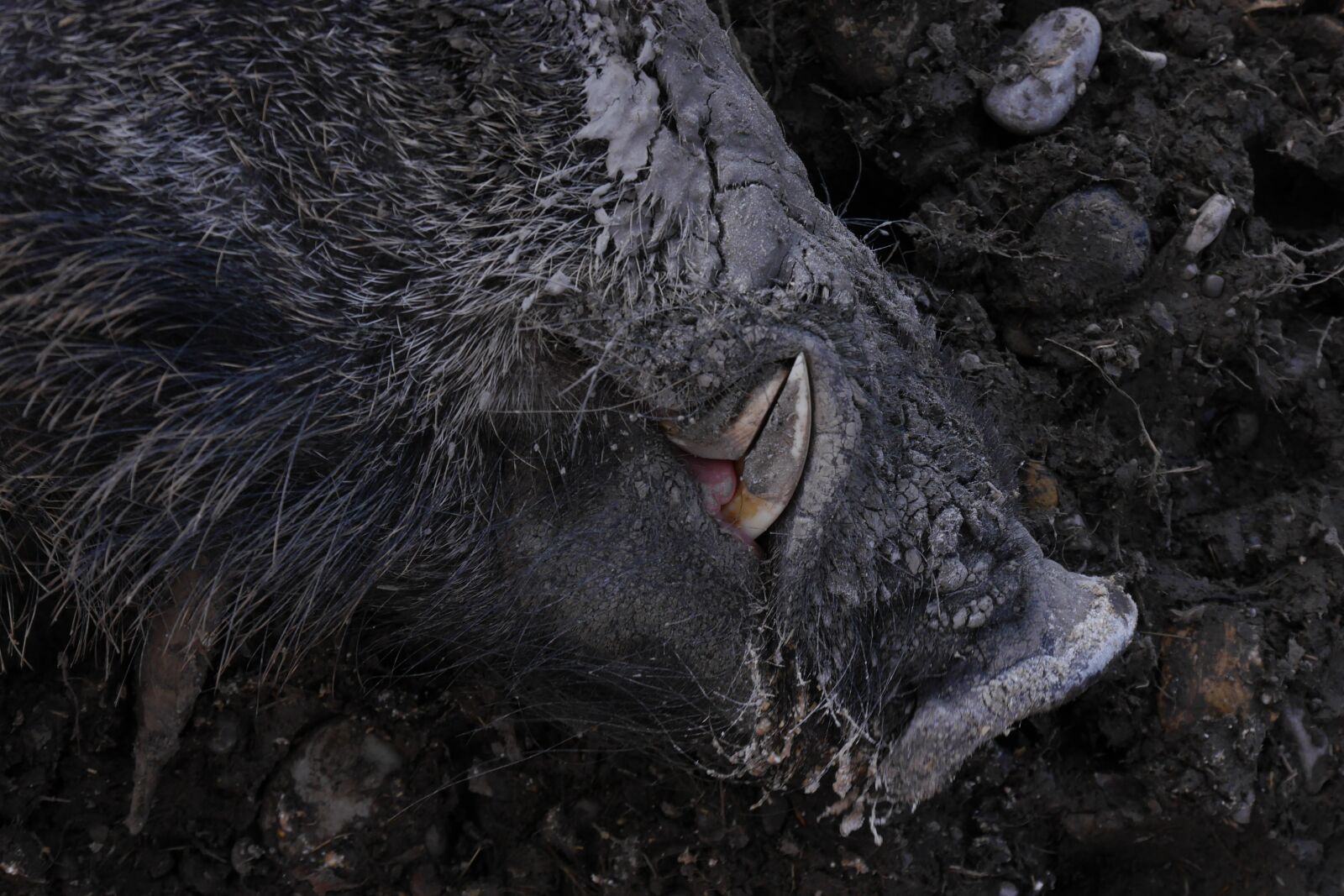 Panasonic Lumix DMC-G6 sample photo. Boar, wild boar, hauer photography