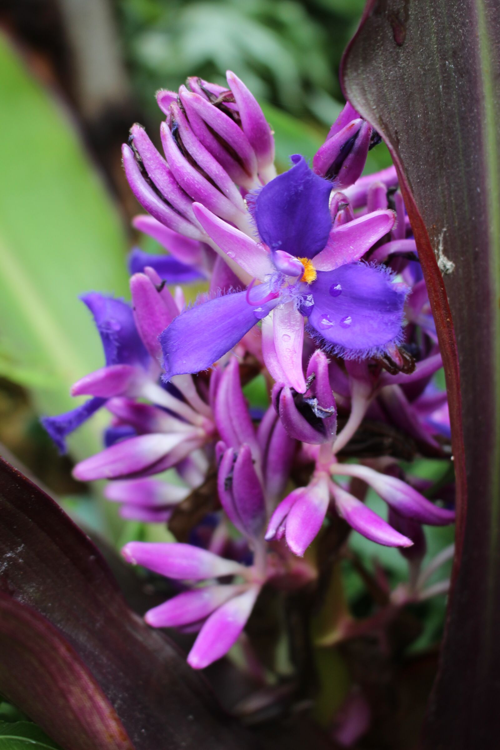 Canon EOS 100D (EOS Rebel SL1 / EOS Kiss X7) sample photo. Purple flower, purple orchid photography