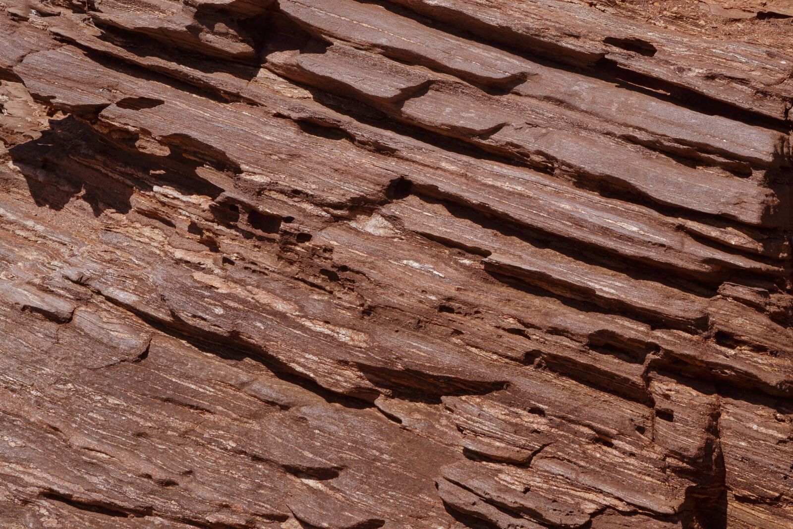 Nikon D3100 sample photo. Abstract, background, bark photography