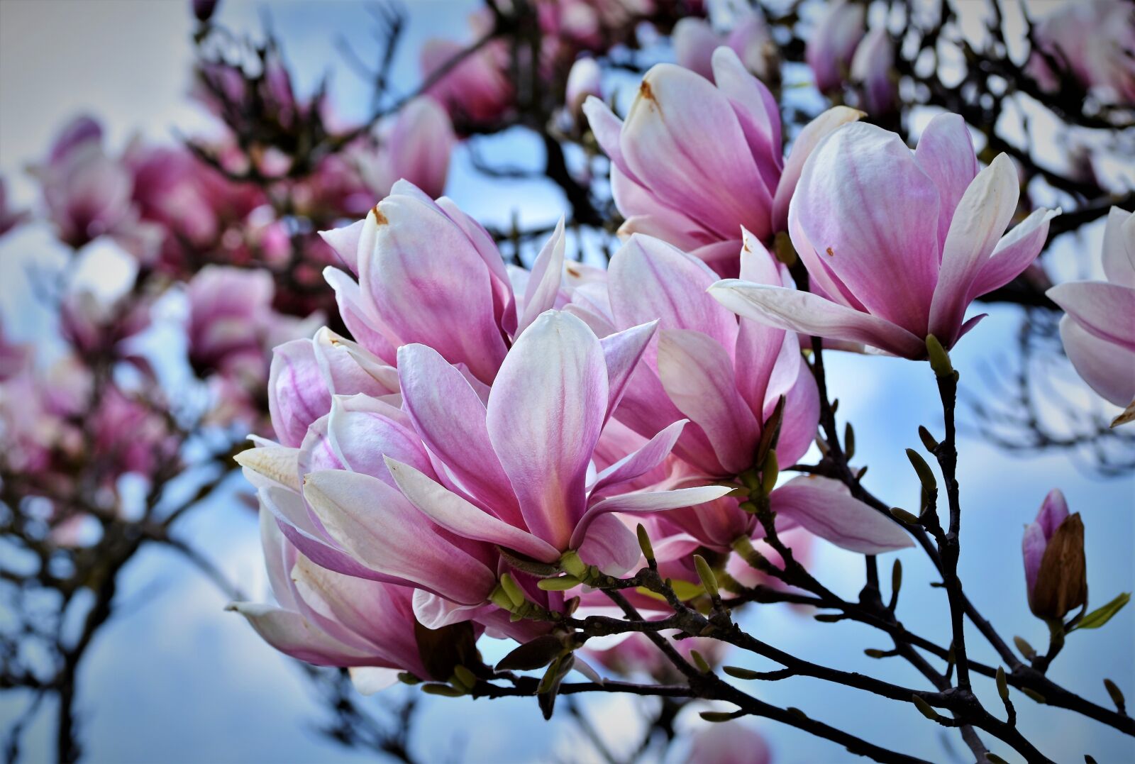 Nikon D7200 sample photo. Magnolia, magnolia tree, flowers photography