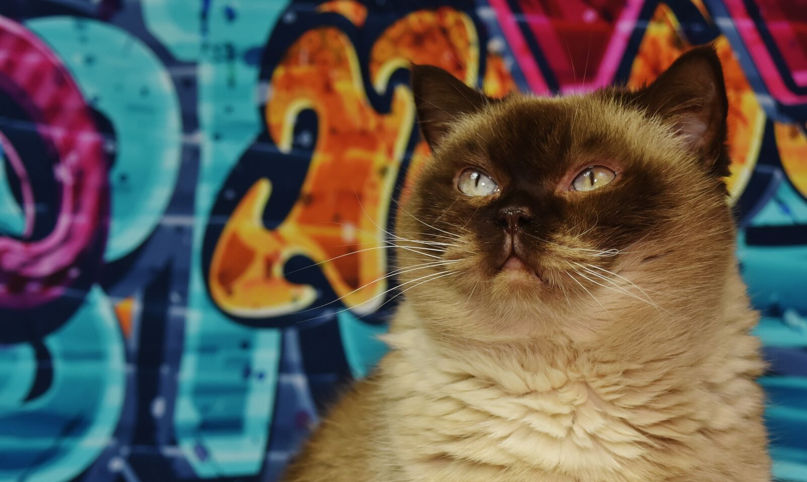 Nikon D7200 sample photo. British shorthair, thoroughbred, fur photography