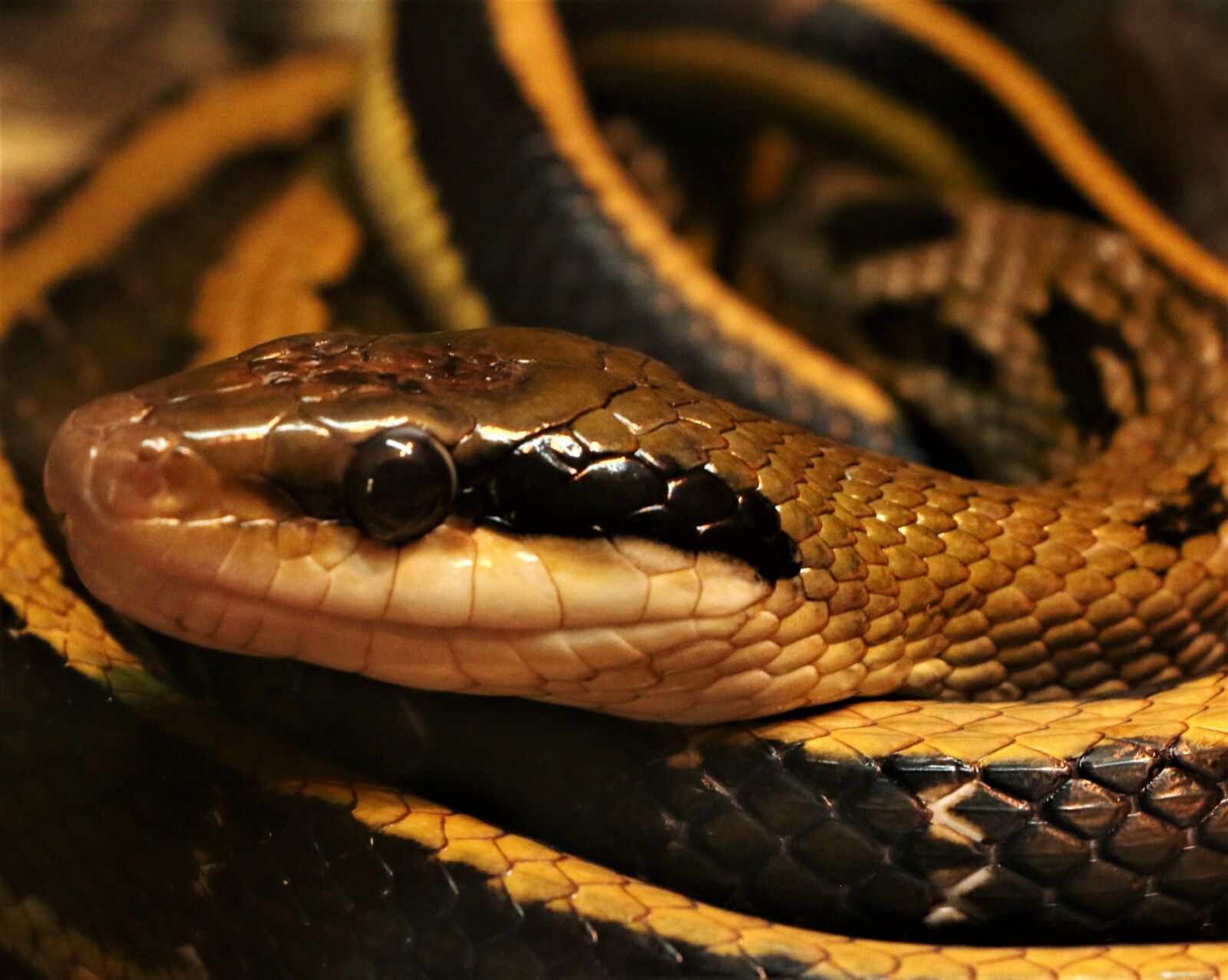 Canon EOS 70D sample photo. Snake, reptile, scales photography
