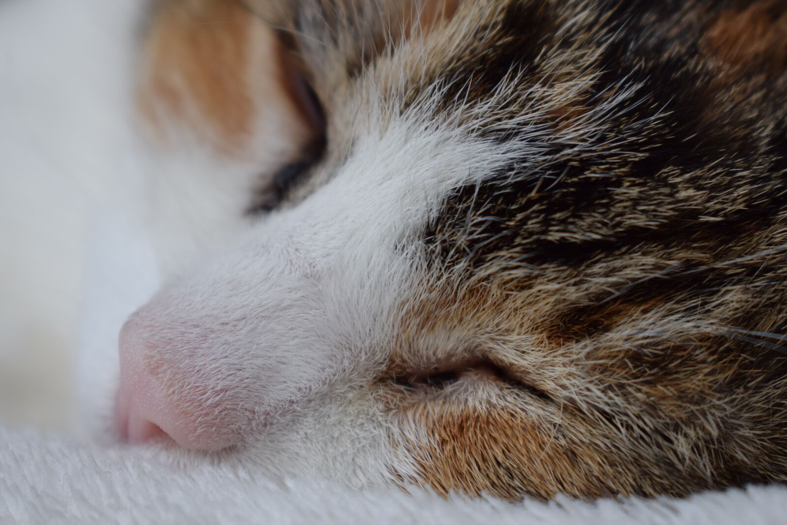 Nikon D3300 sample photo. Cat, animal, animal world photography